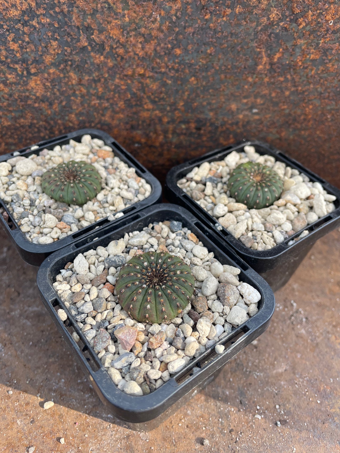 Frailea castanea