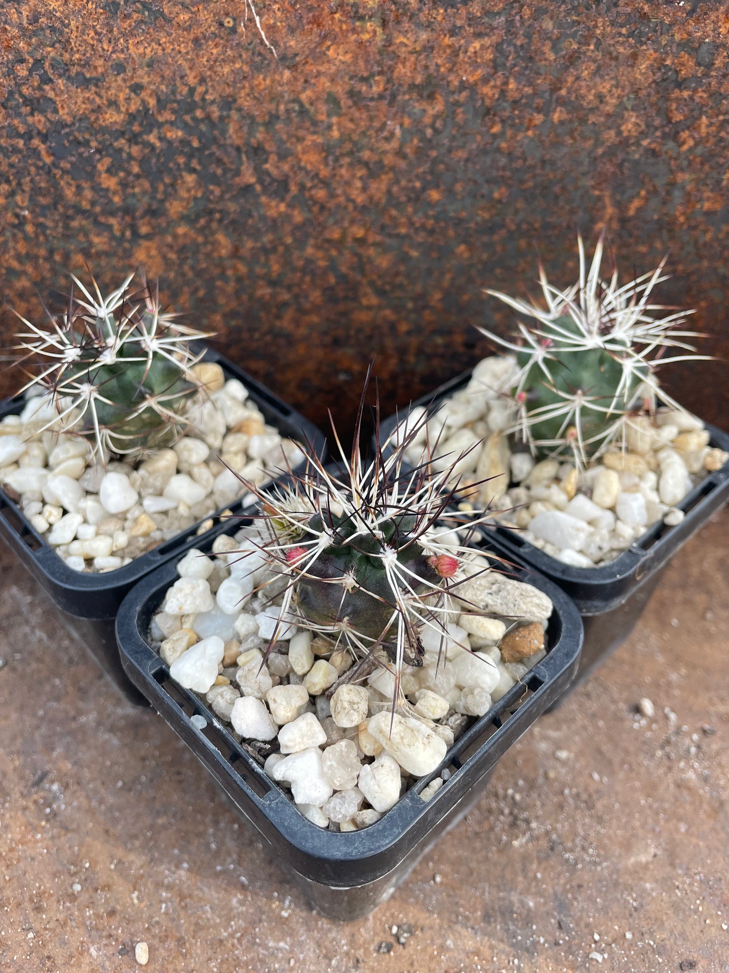 Echinocereus viridiflorus var. davisii