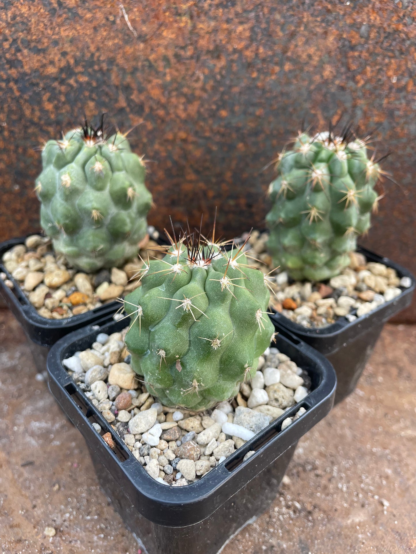 Copiapoa atacamensis