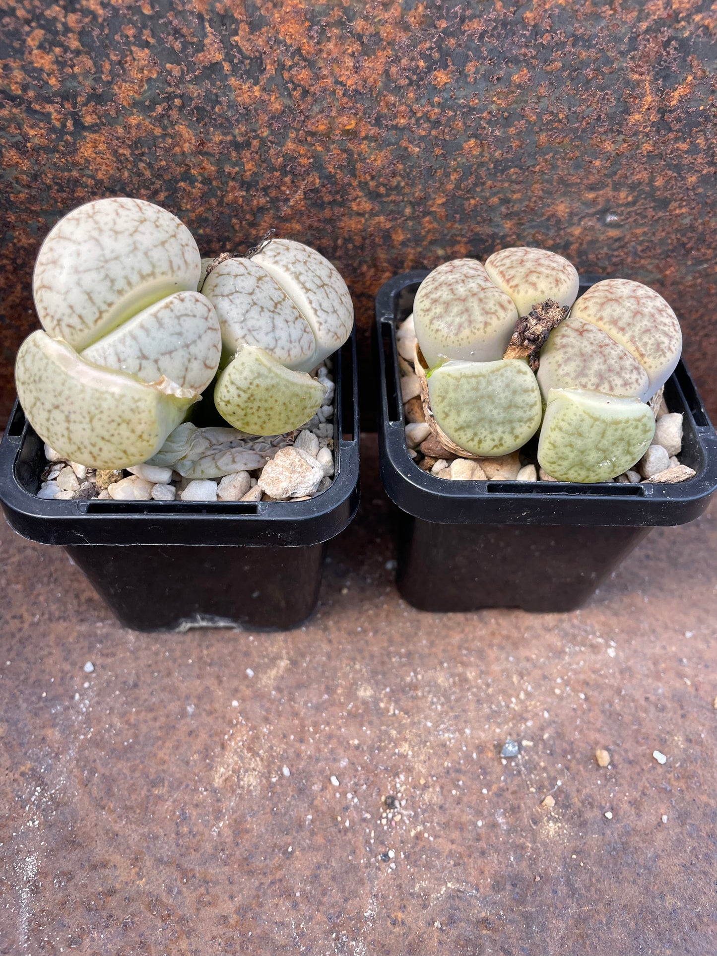 Lithops Pseudotruncatella