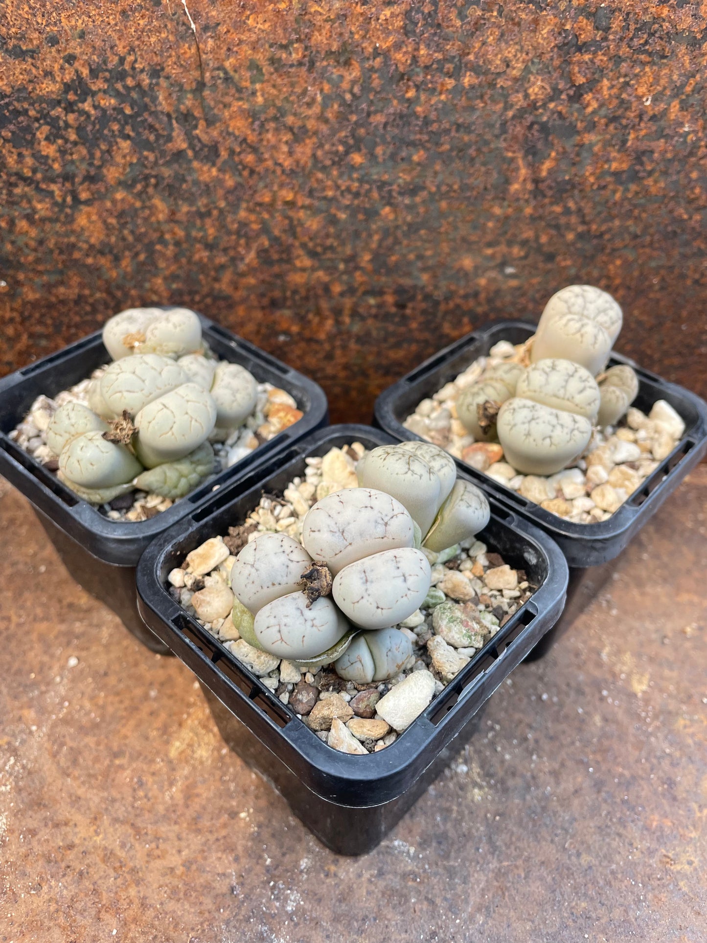 Lithops Werneri C188