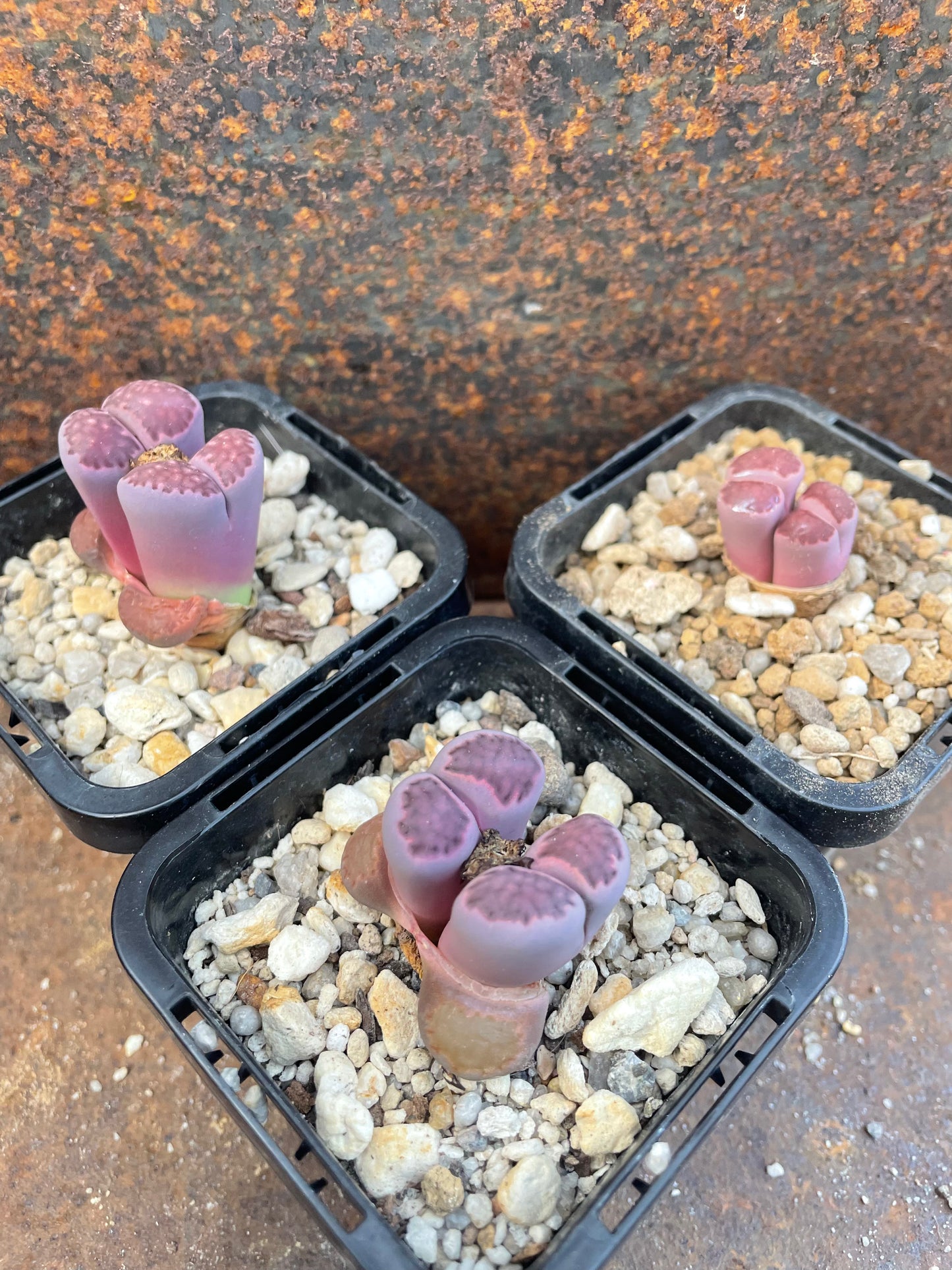 Lithops julii