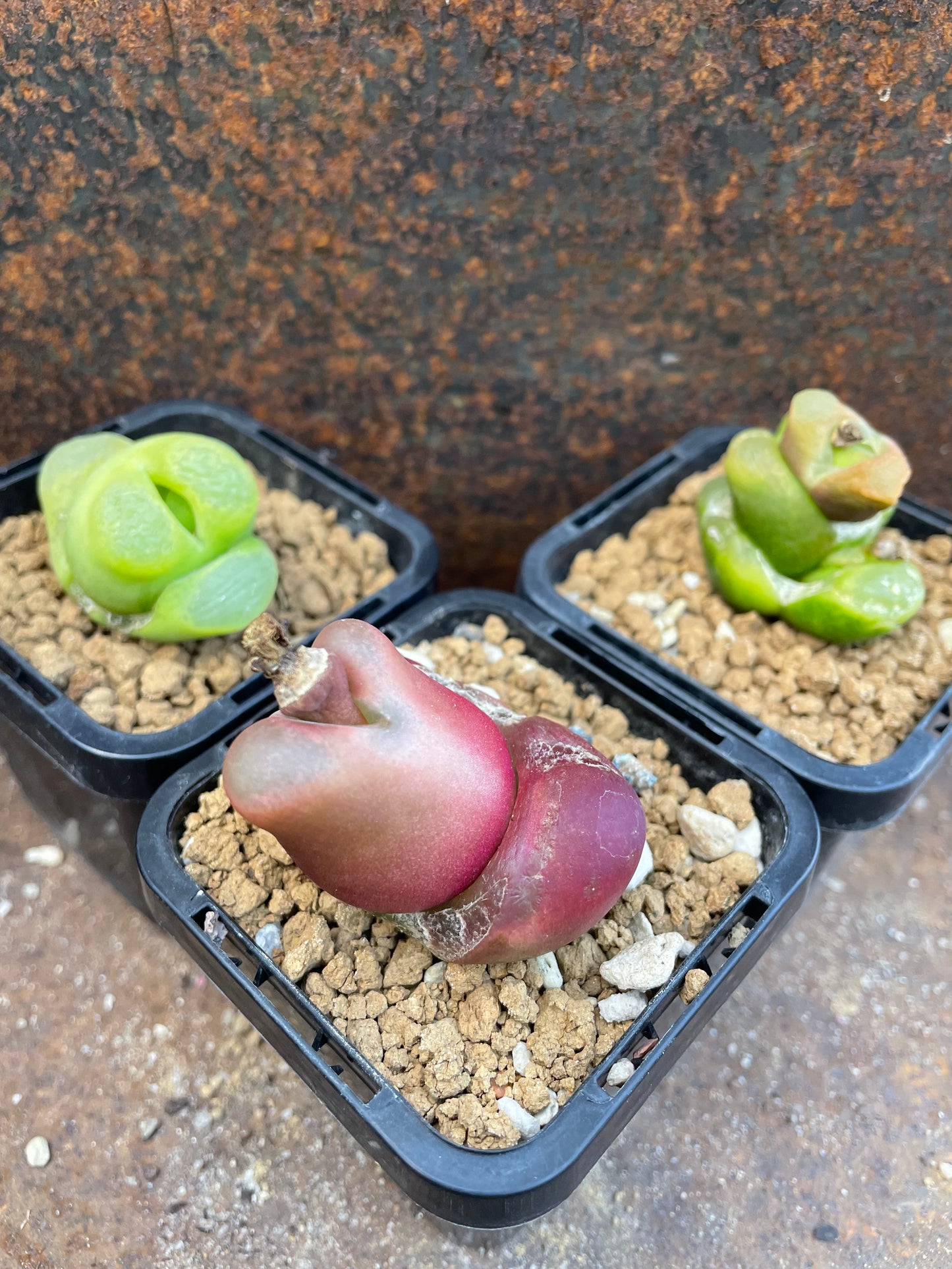 Conophytum maughanii