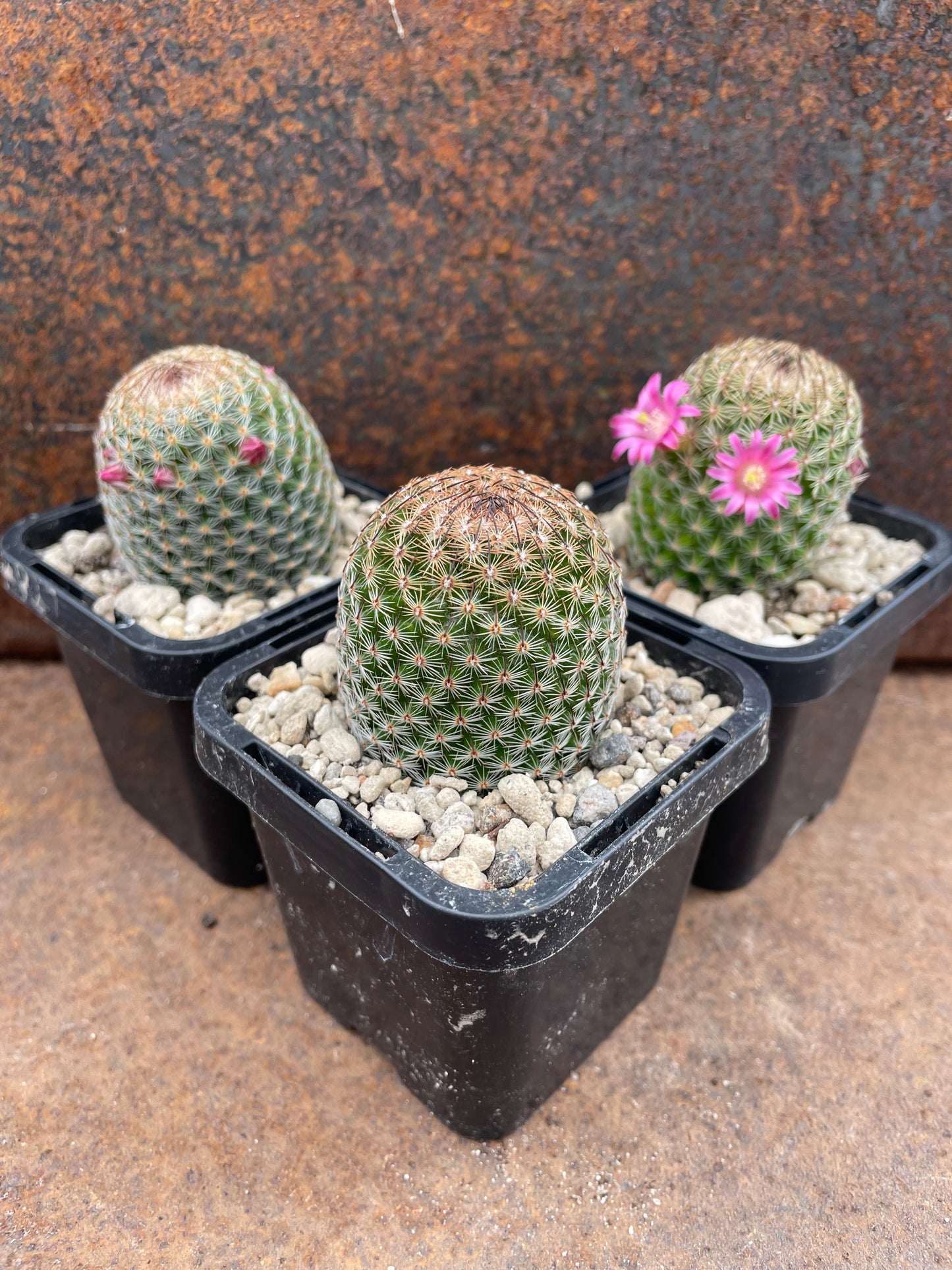 Mammillaria matudae