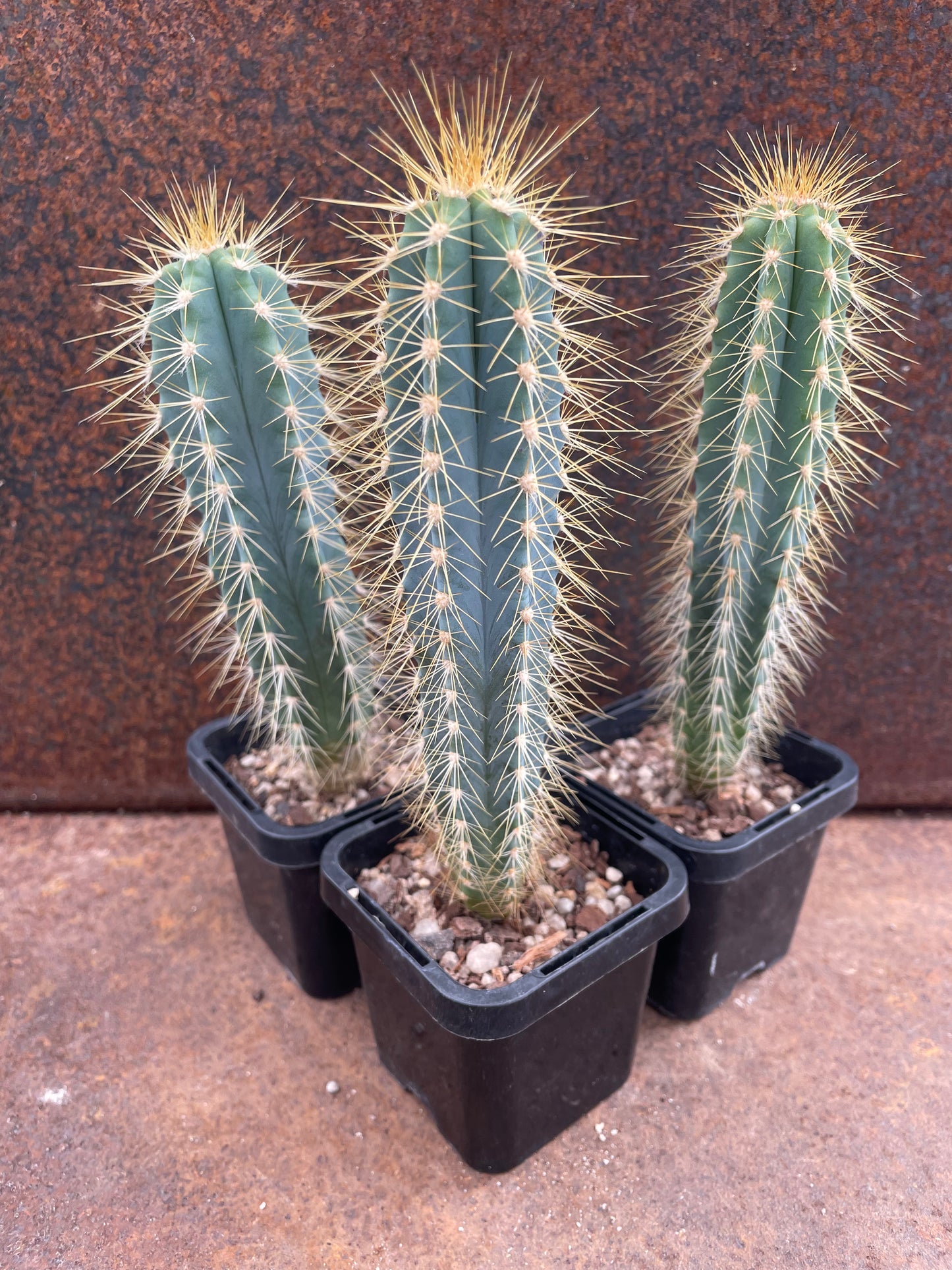 Pilocereus Azureus 'Blue Torch’