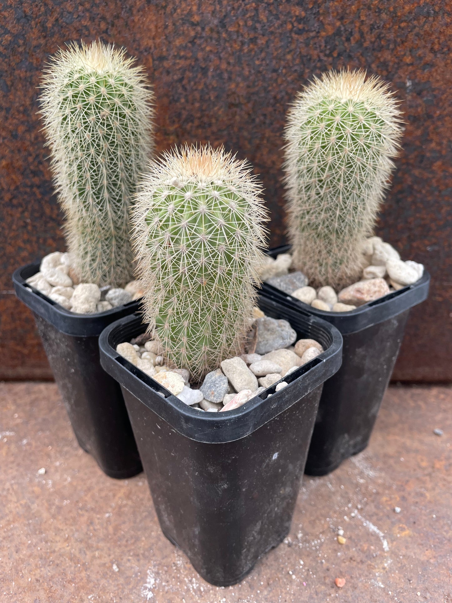 Echinocereus websterianus