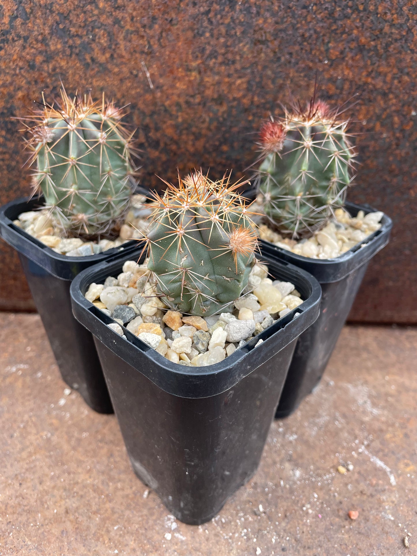 Echinocereus subinermis var ochoterenae