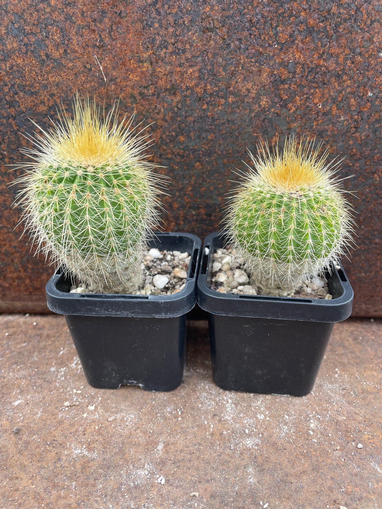 Parodia claviceps