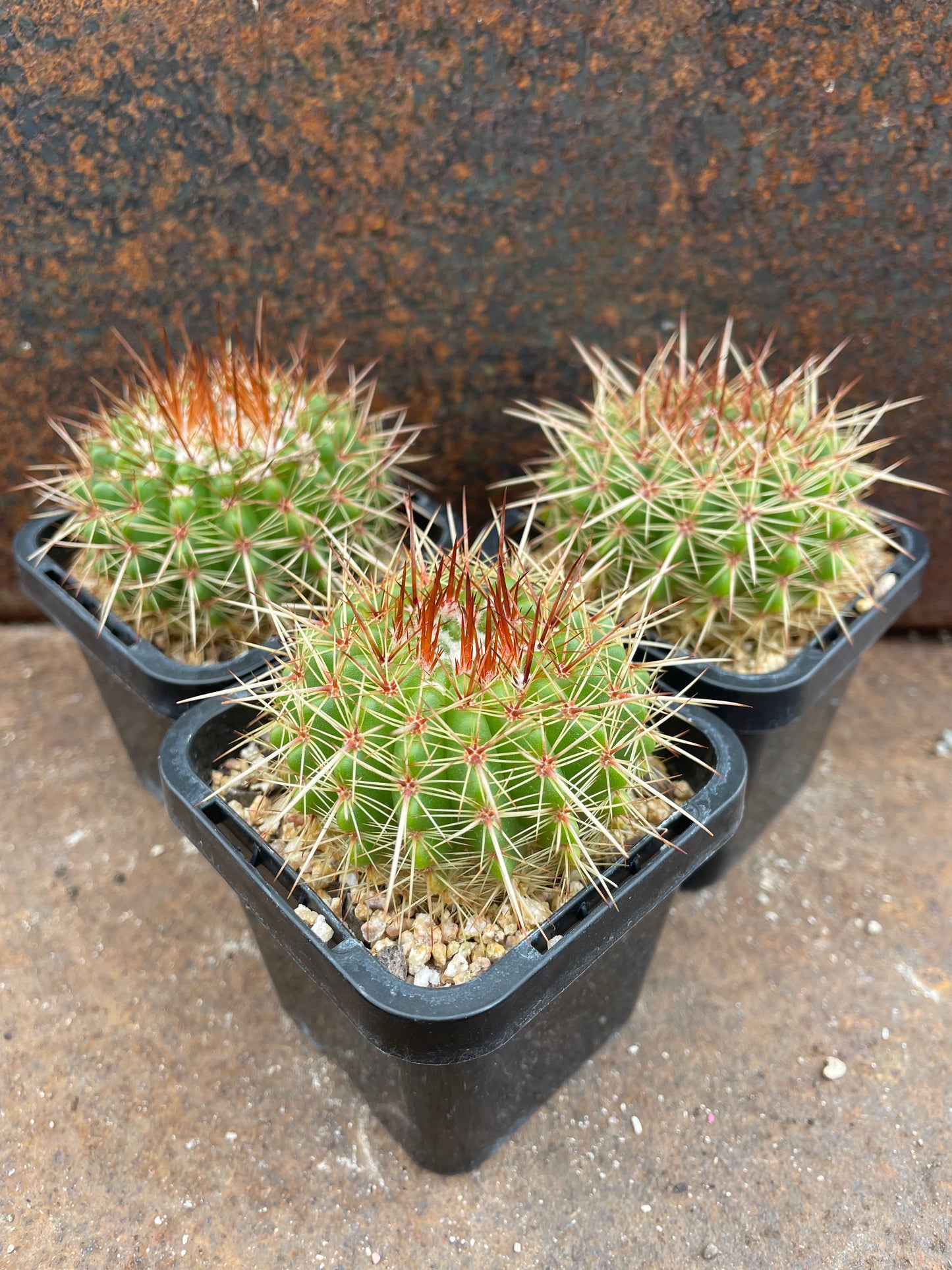 Parodia roseoluteus