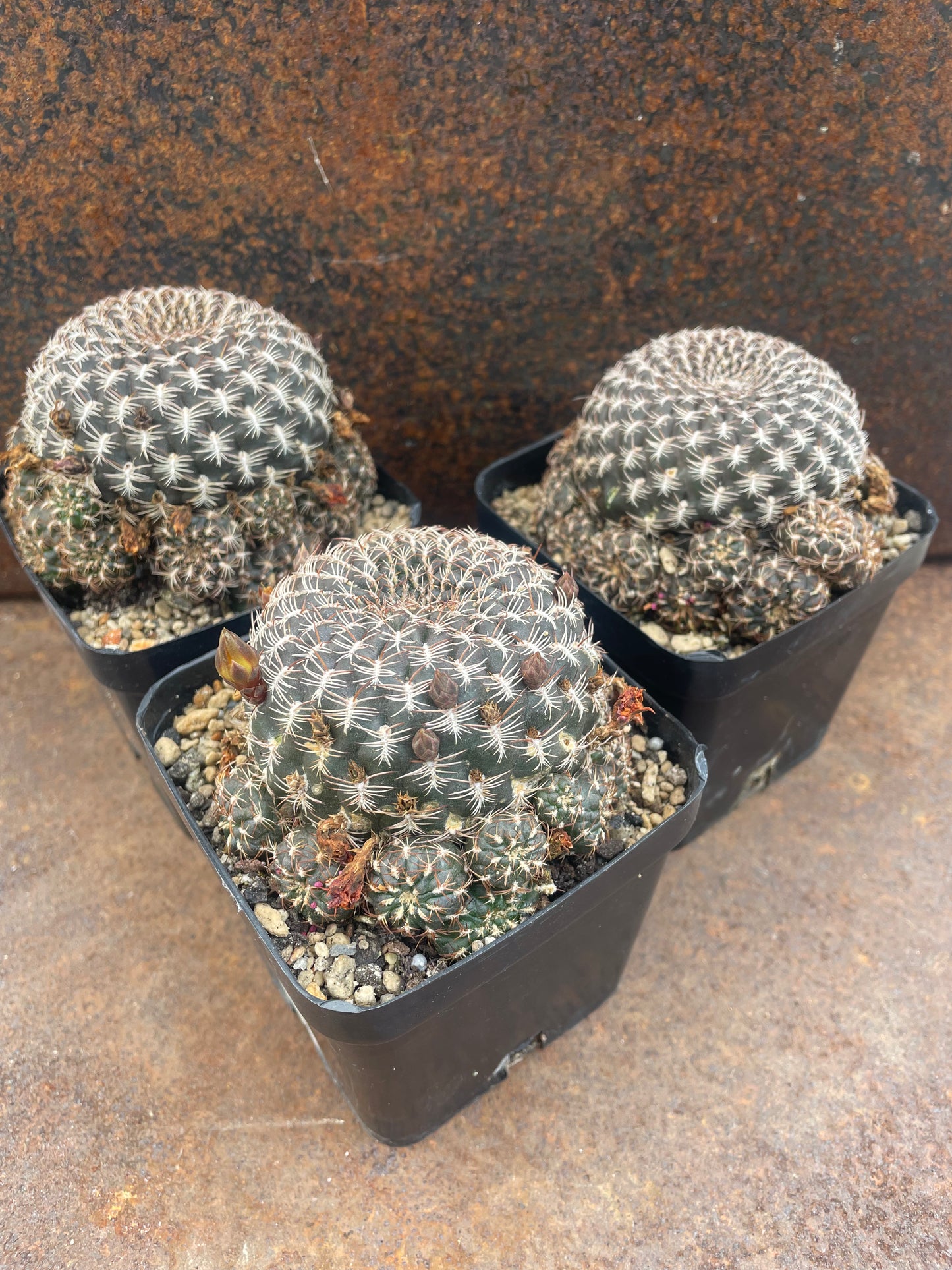 Sulcorebutia arenacea