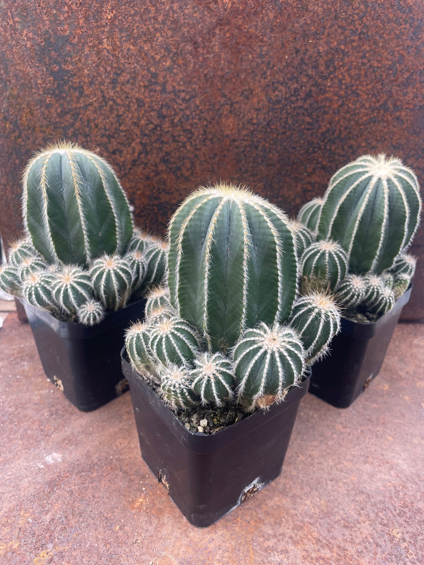 Parodia magnifica compacta