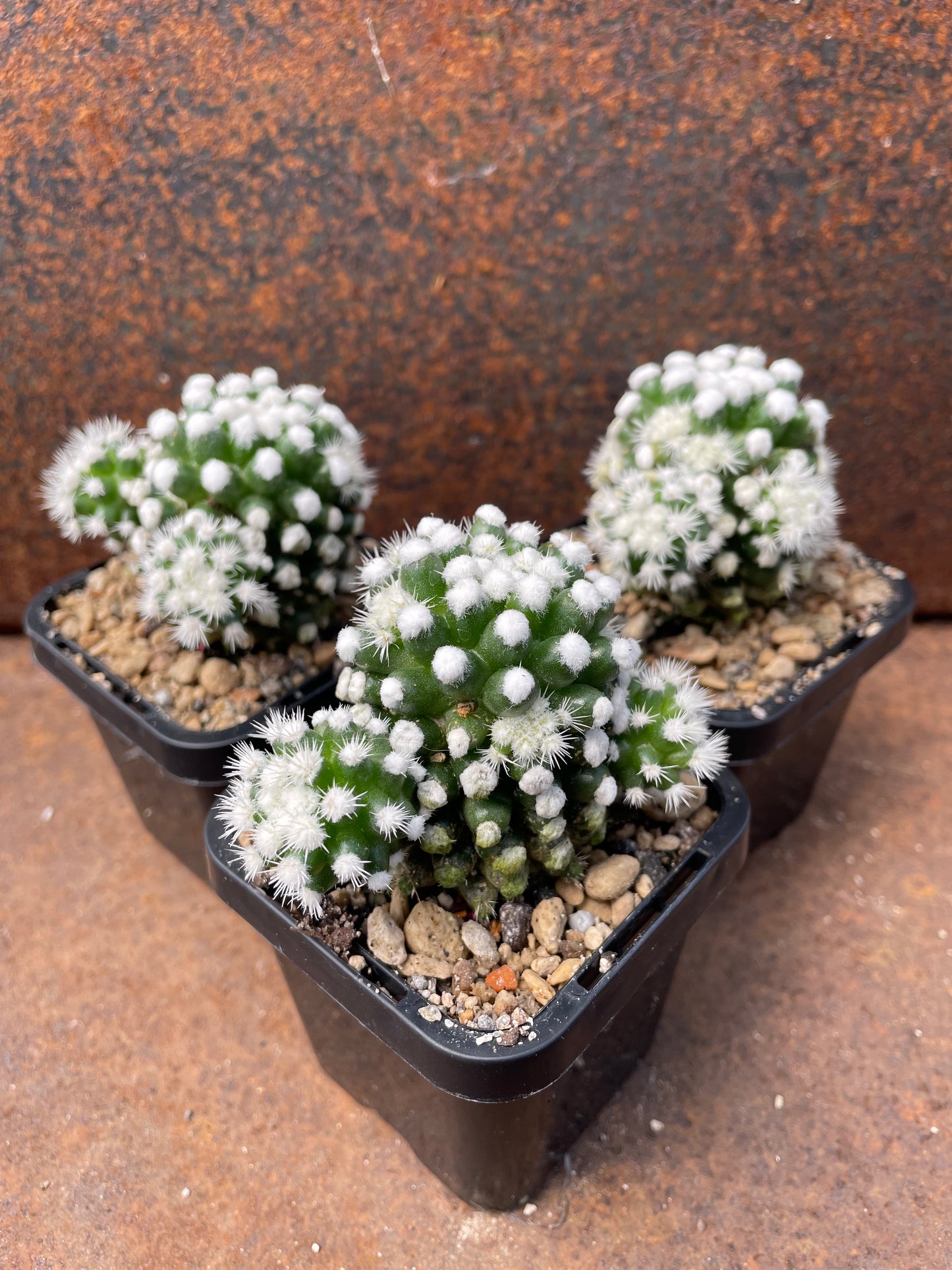 Mammillaria vetula cv. 'Orunga'