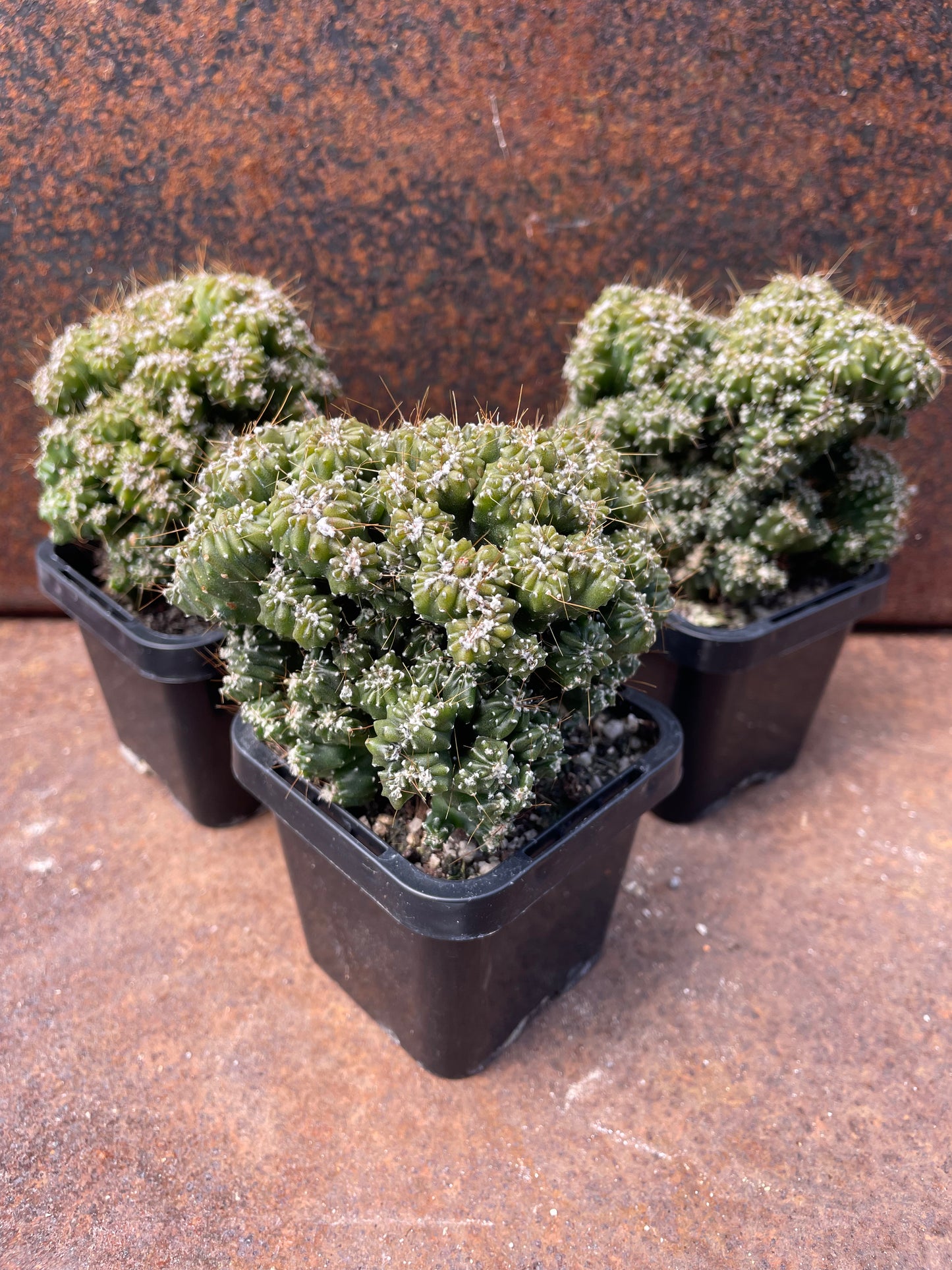 Cereus “Tiny Tot”