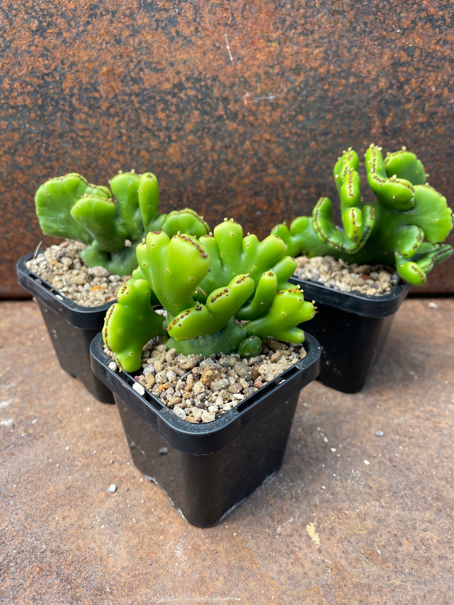 Euphorbia alluaudii cristata