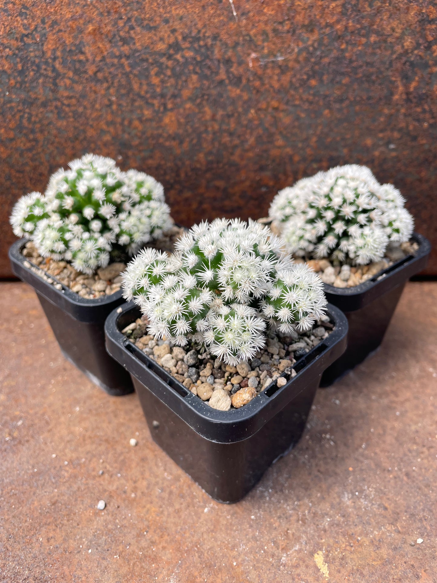 Mammillaria arizona snowcap