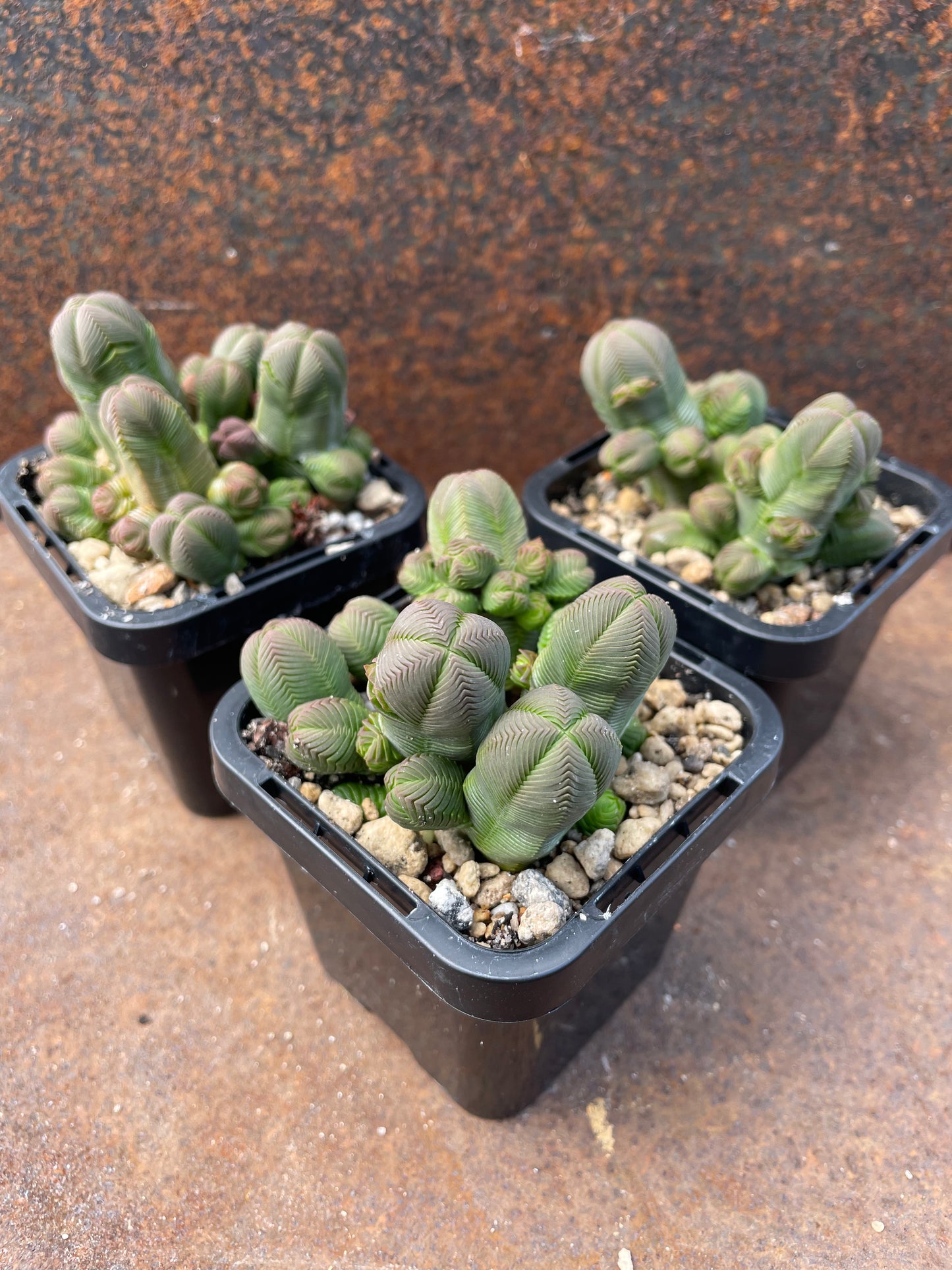 Crassula quadrangularis