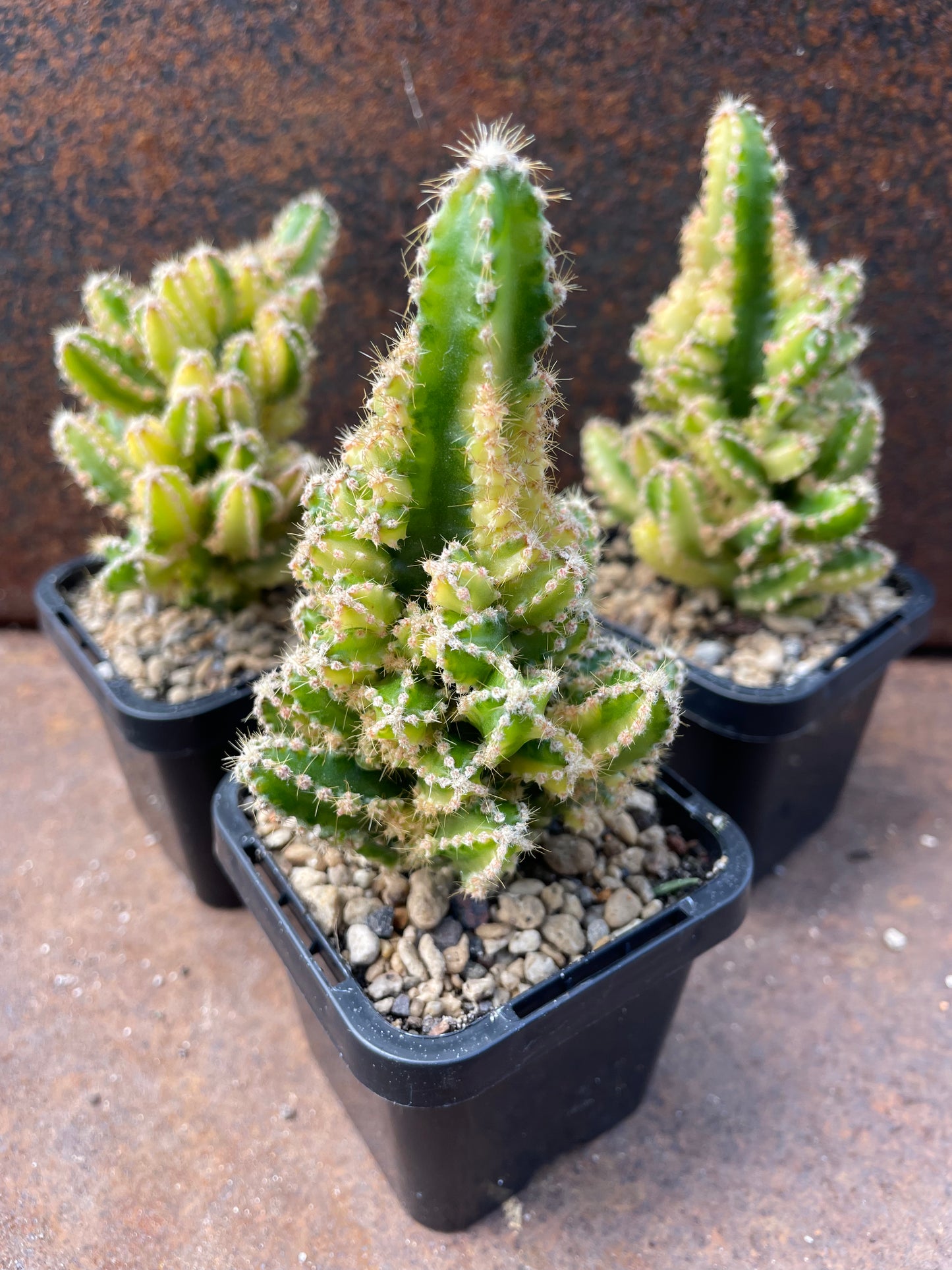 Acanthocereus tetragonus Variegated - Fairy Castle