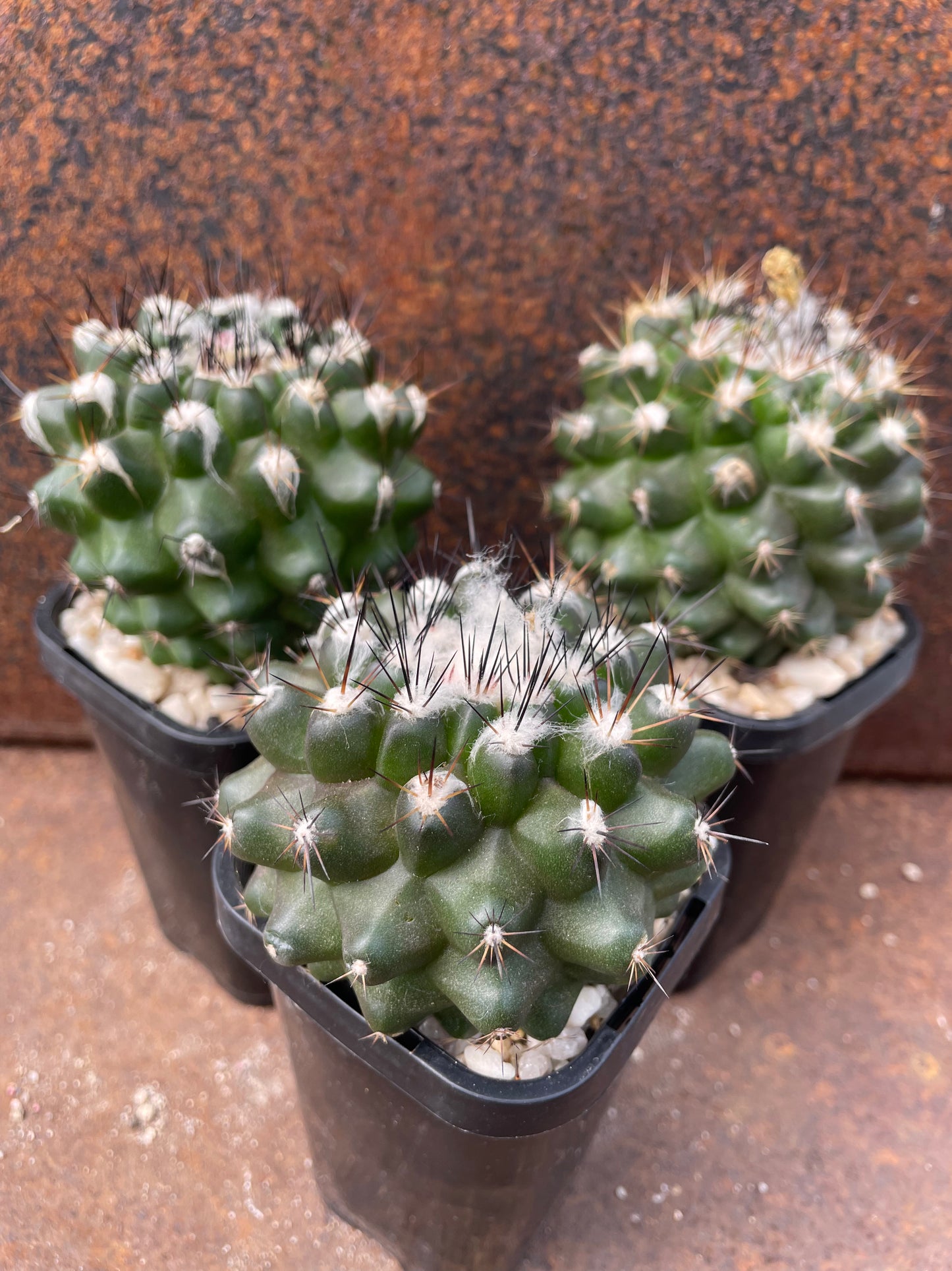 Copiapoa maritima KK1709