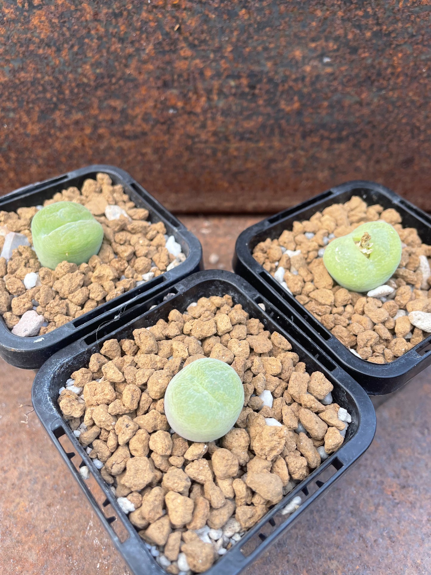 Conophytum pillansii