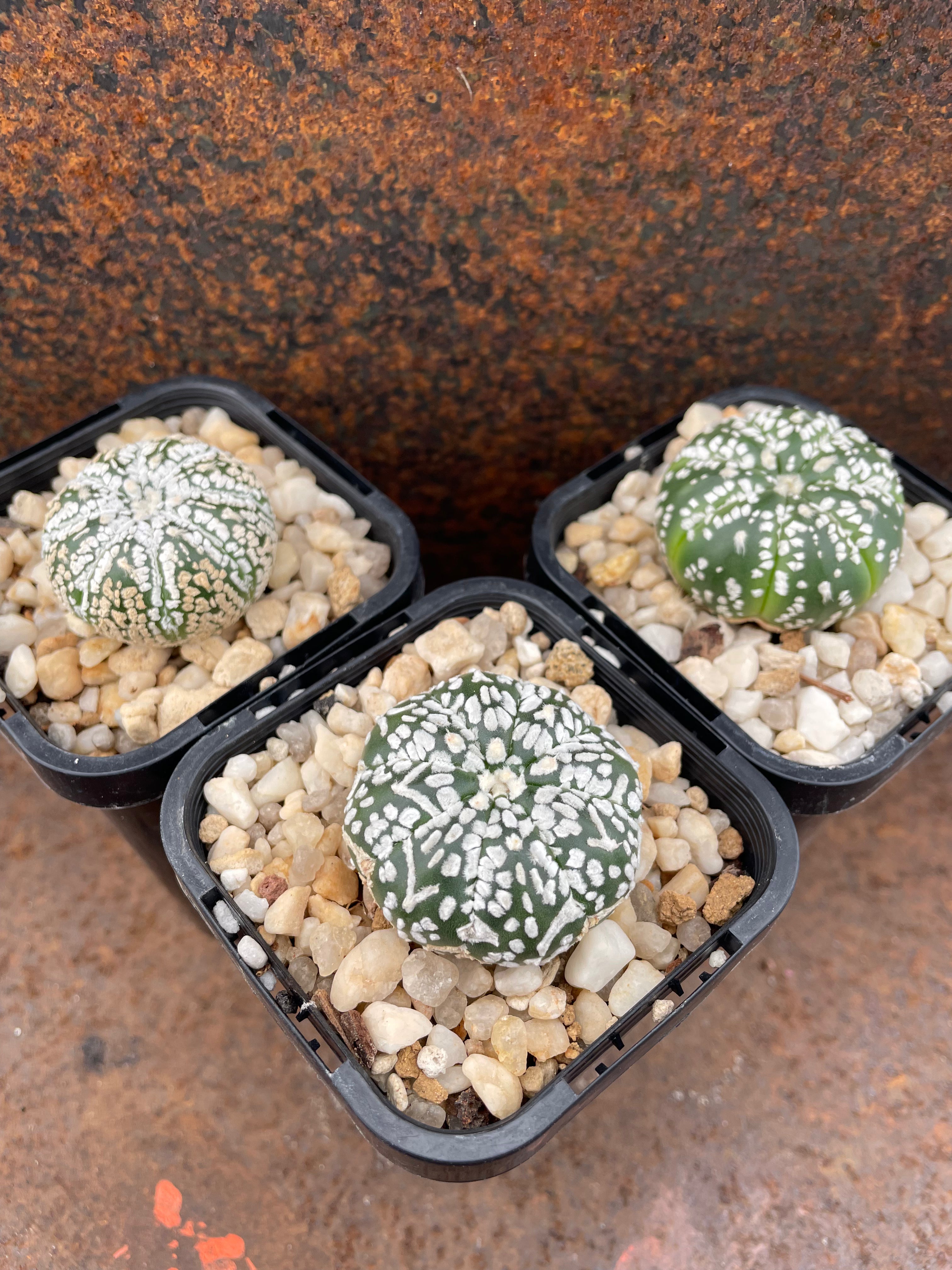 Astrophytum asterias 'super kabuto' – Pete's Perfect Plants