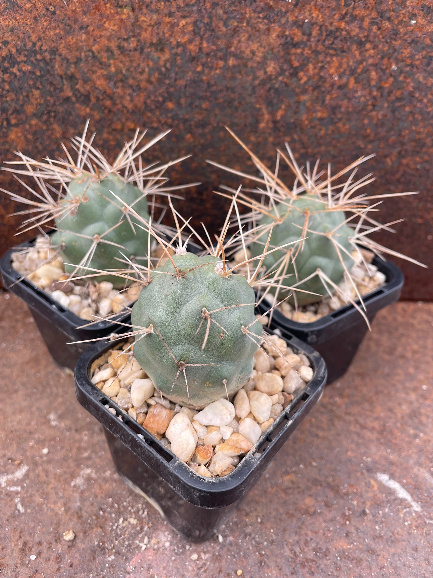 Tephrocactus alexanderi