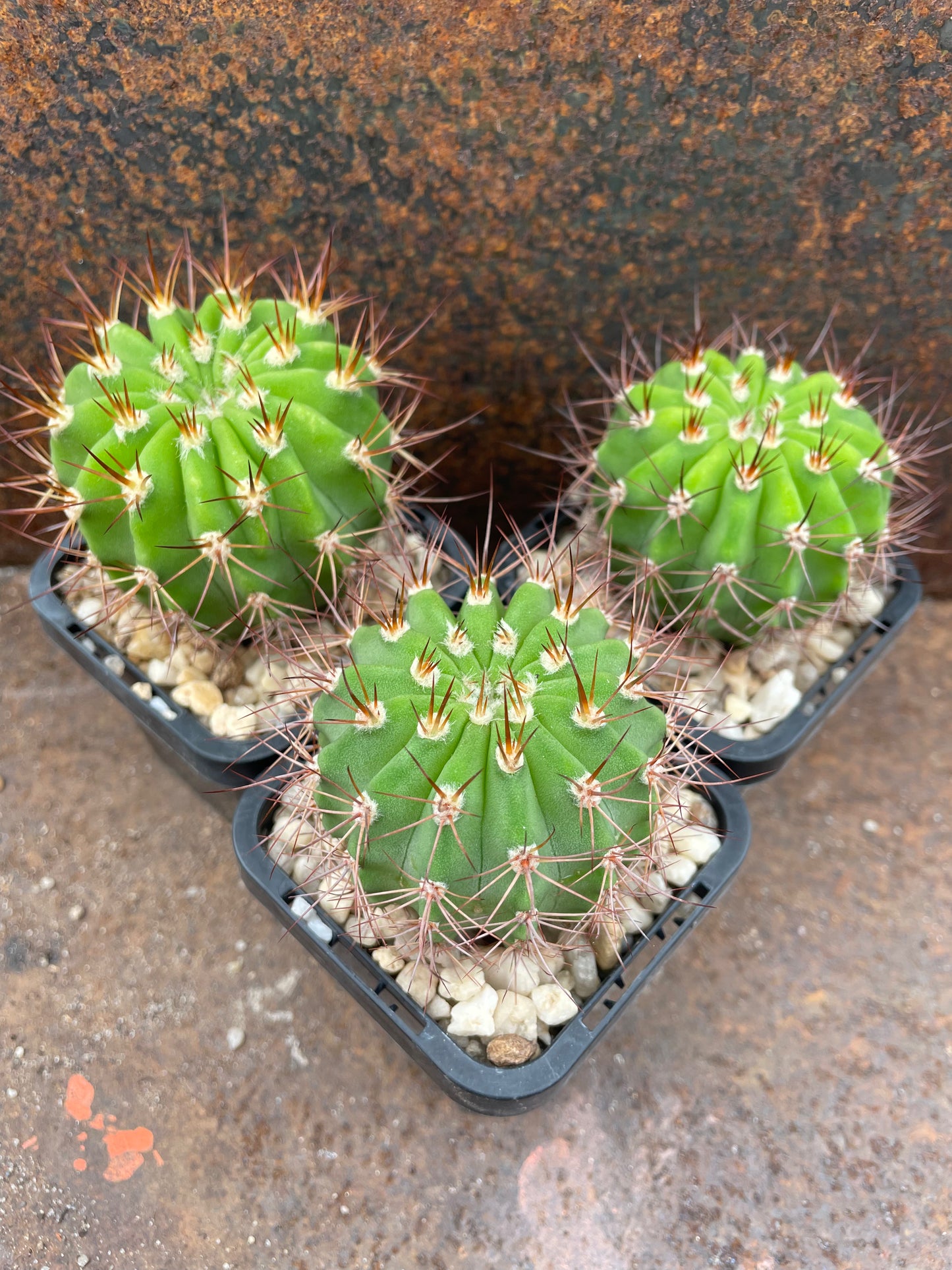 Acanthocalycium violaceum