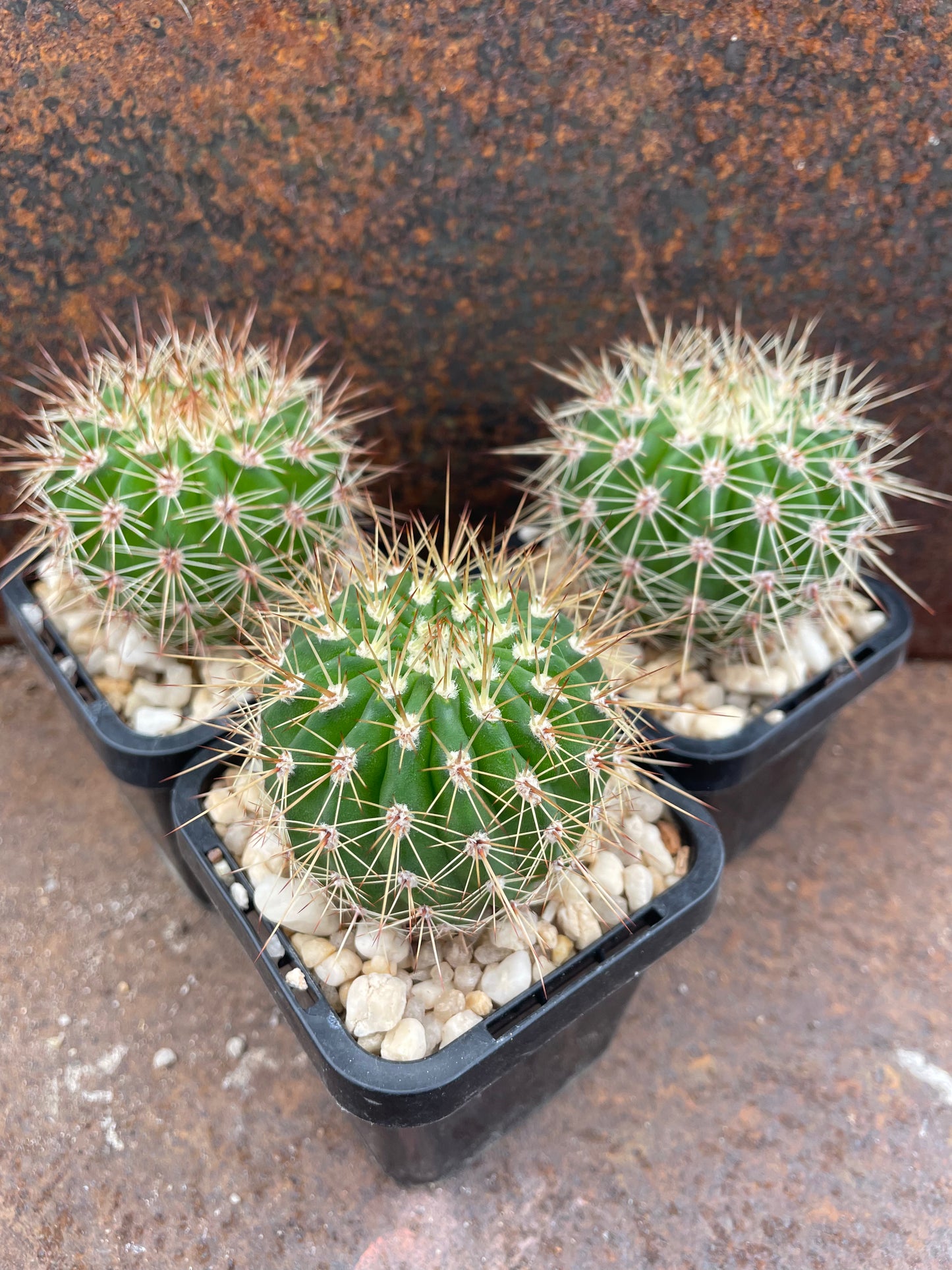 Acanthocalycium peitscherianum