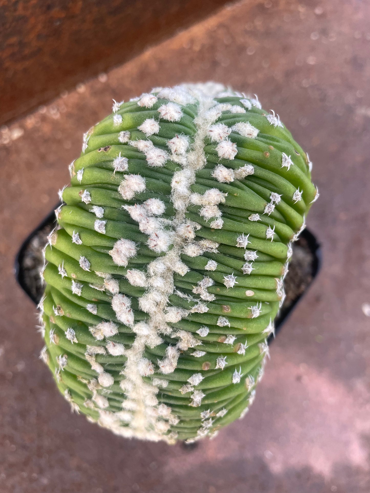 Echinopsis subdenudata f. cristata - plant A