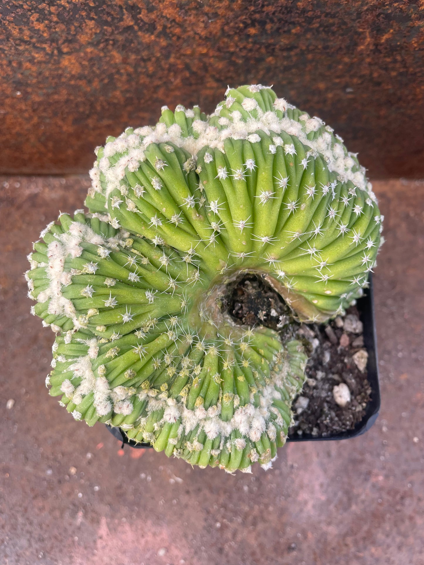 Echinopsis subdenudata f. cristata - plant B