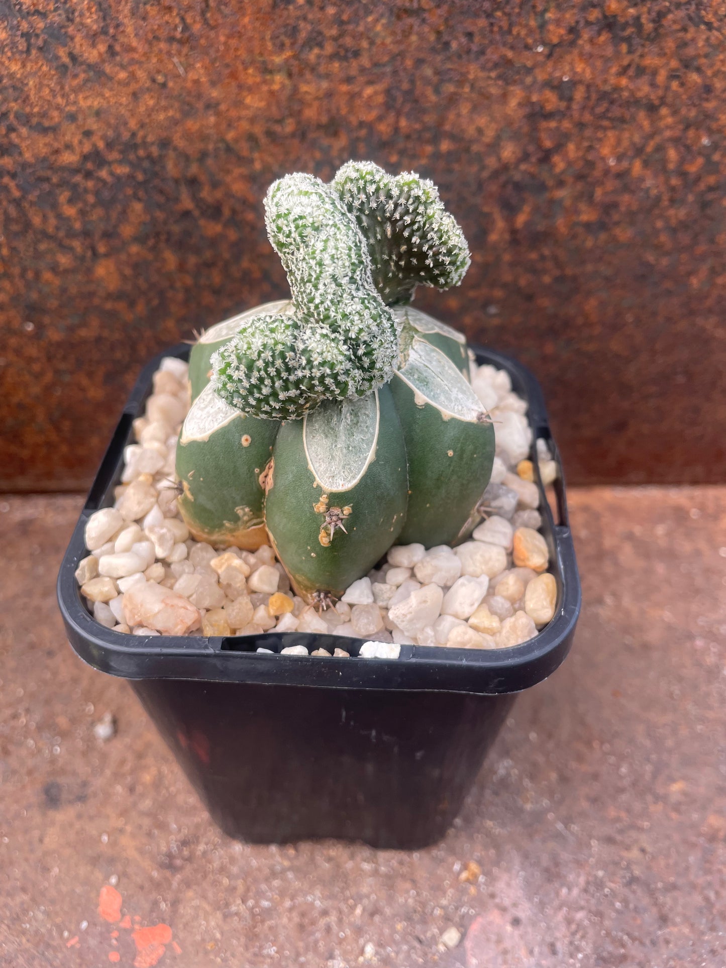 Turbinicarpus pseudopectinifera crested - plant B