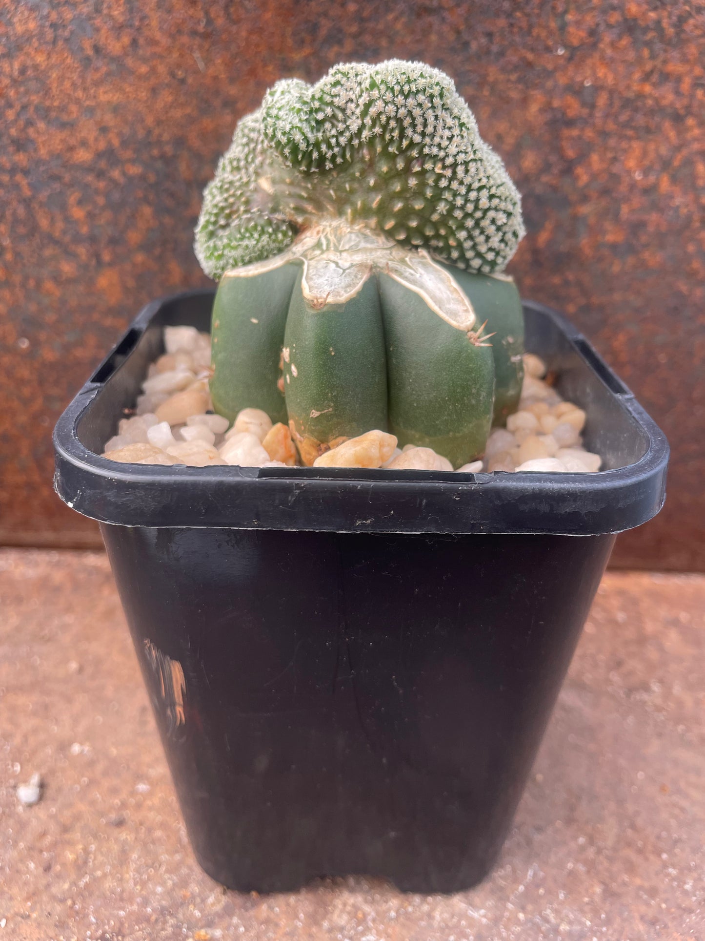 Turbinicarpus pseudopectinifera crested - plant C