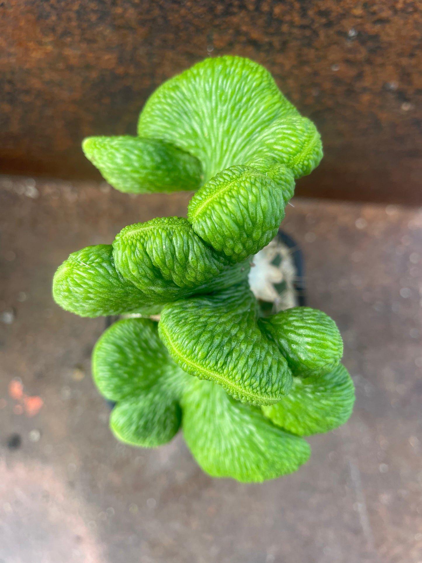 Hildewintera colademononis cv inermis cristata ‘spineless, crested monkey tail cactus’ - Plant A