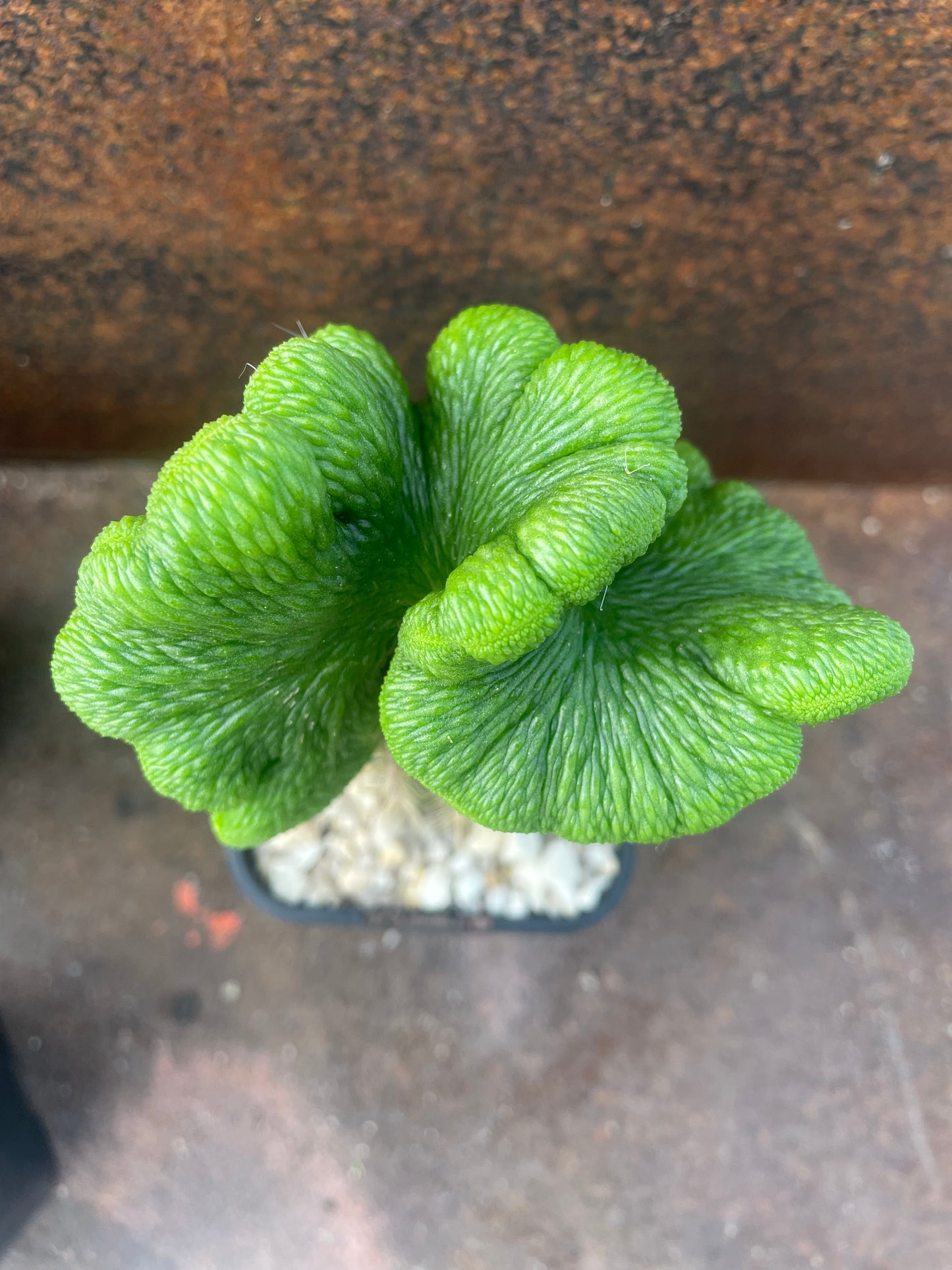 Hildewintera colademononis cv inermis cristata ‘spineless, crested monkey tail cactus’ - Plant B