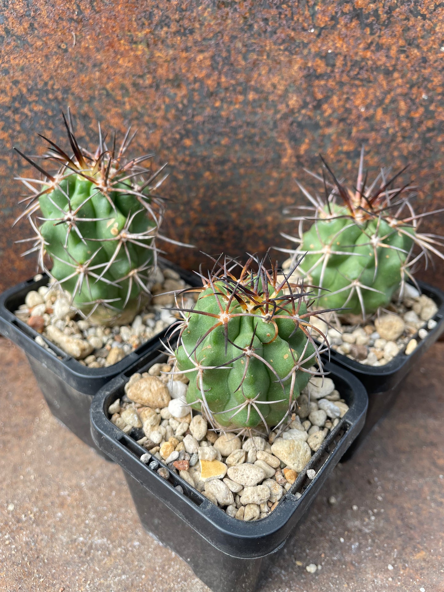 Copiapoa coquimbana