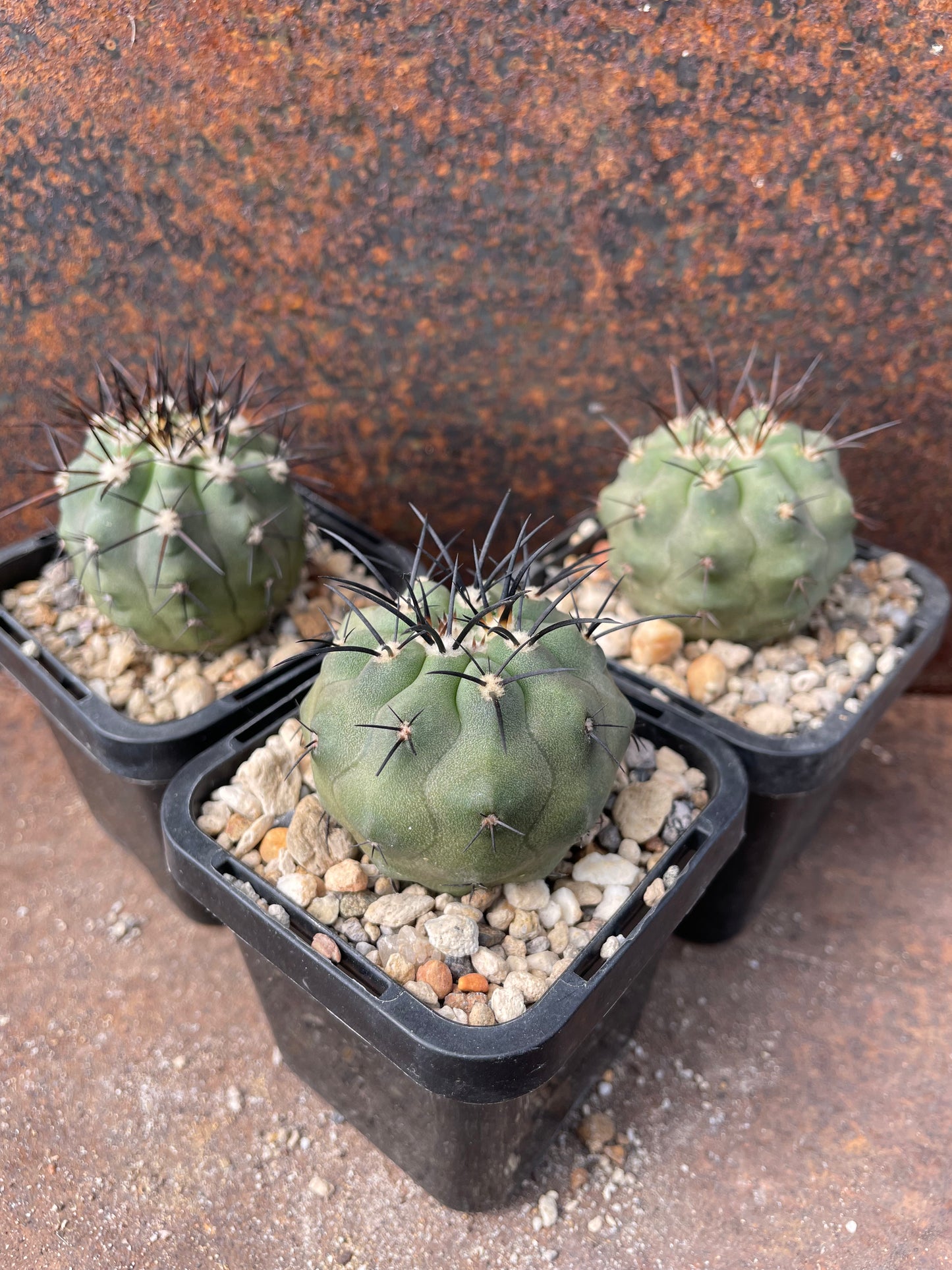 Copiapoa calderana