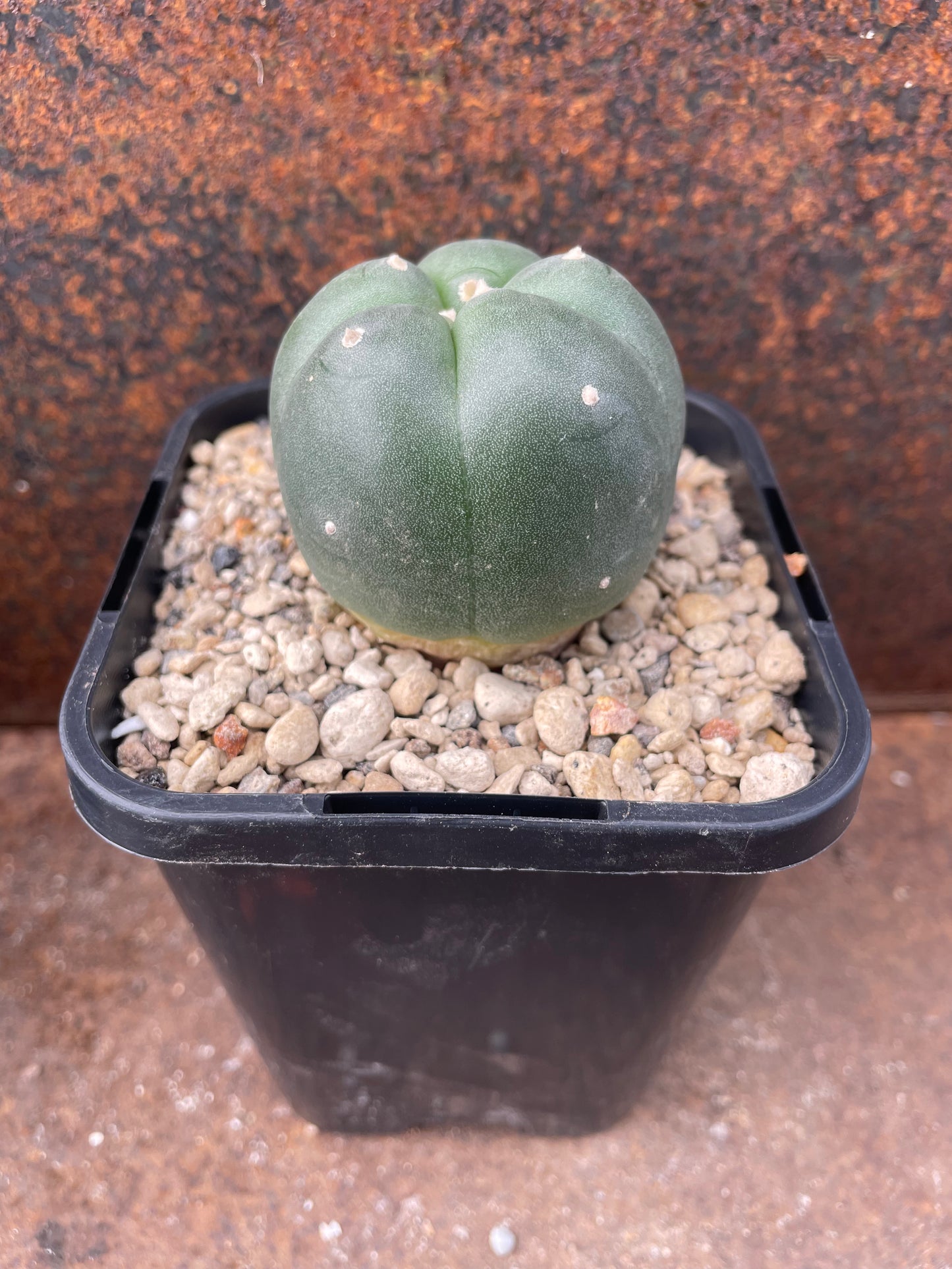 LW grandiflora (seed grown)