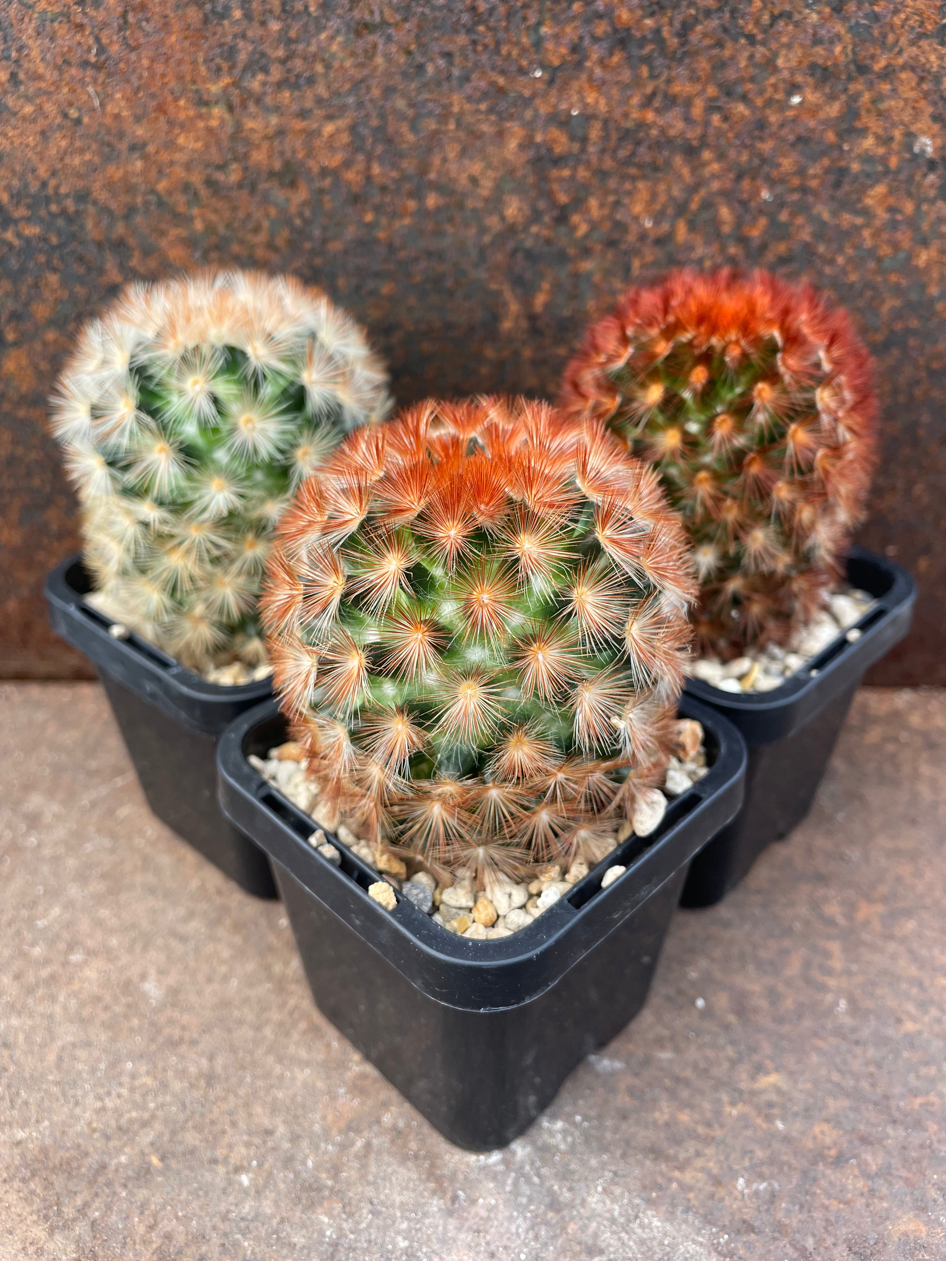 Mammillaria carmenae 