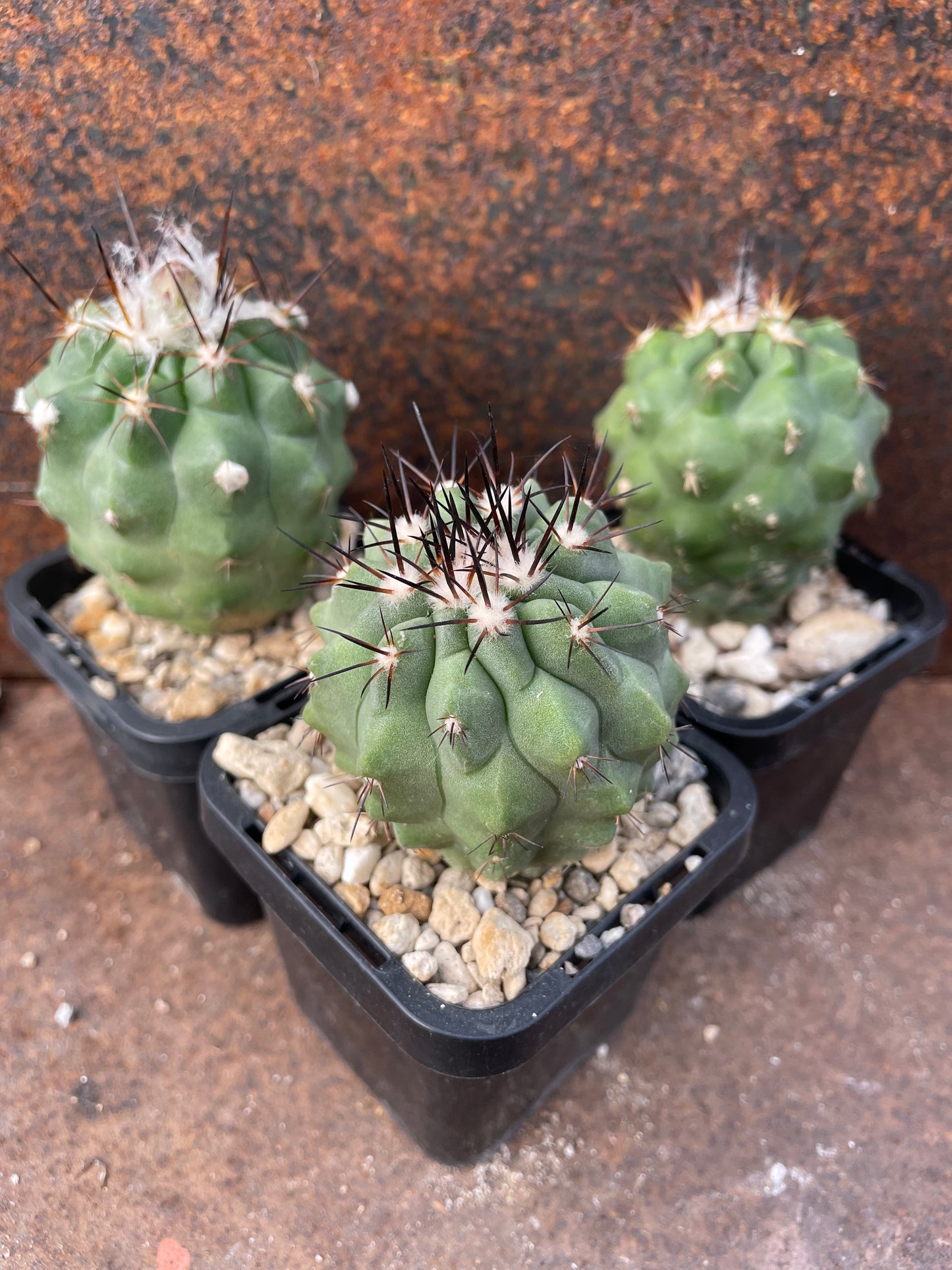 Copiapoa atacamensis