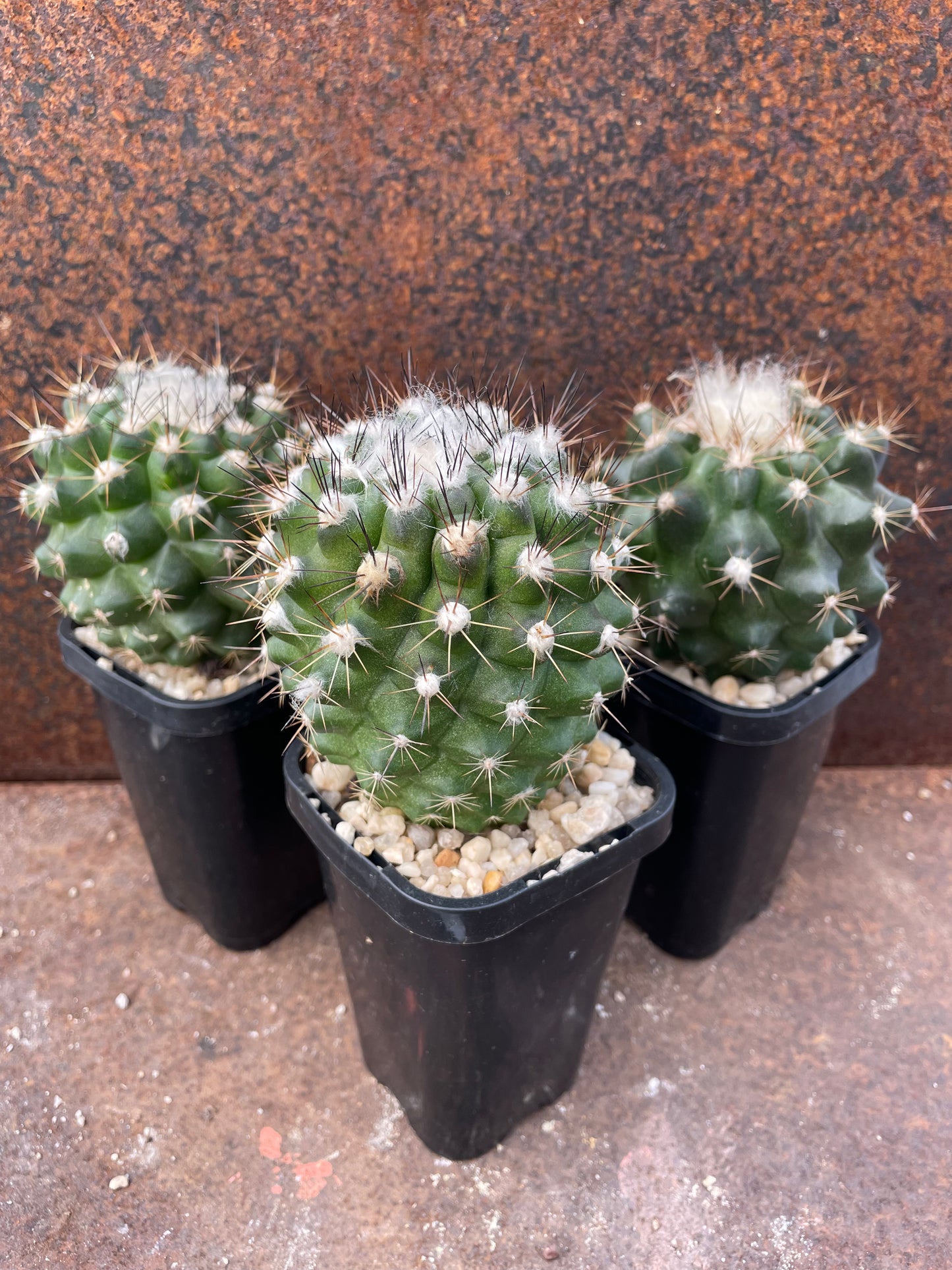 Copiapoa maritima KK1709