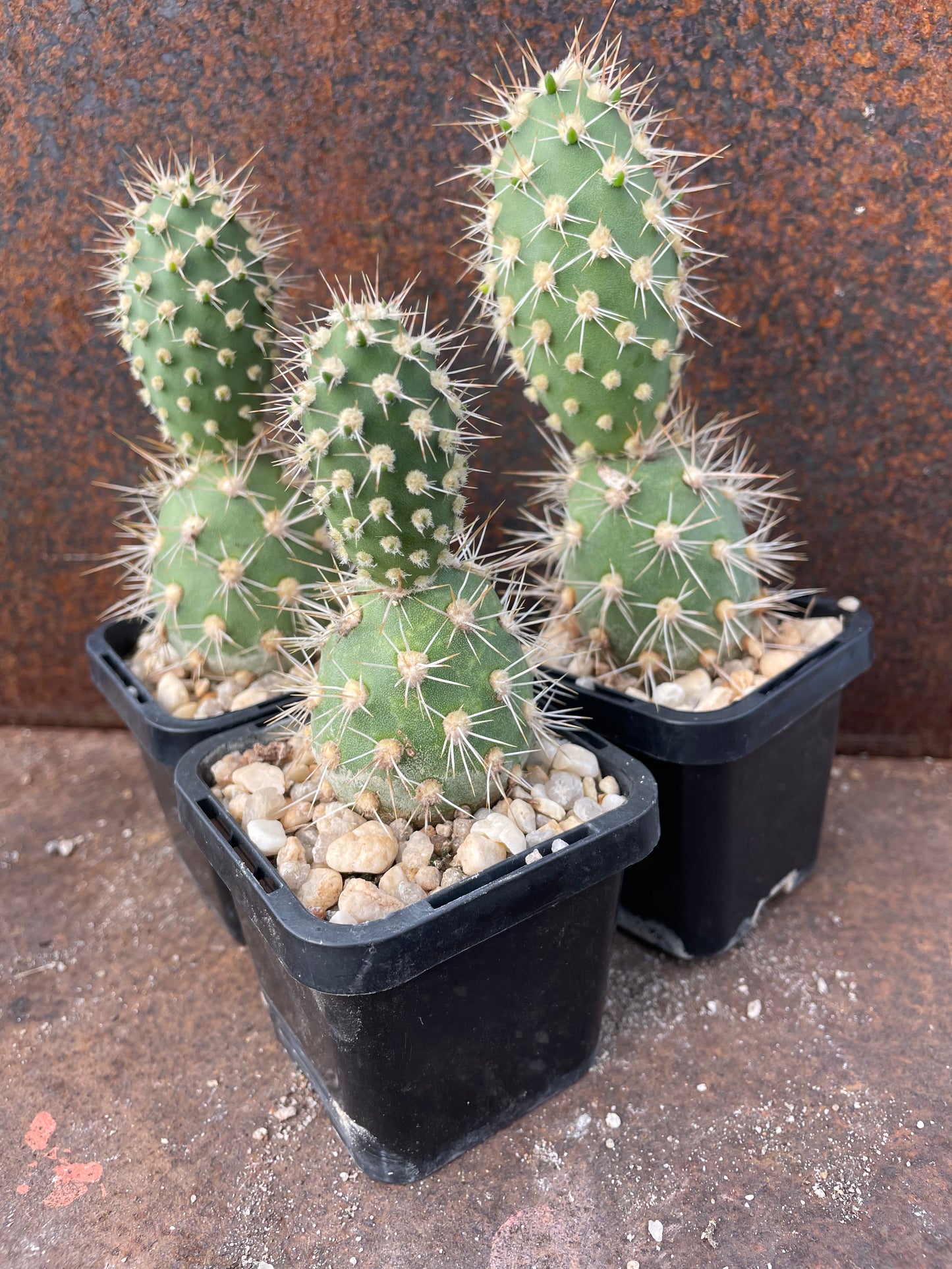 Tephrocactus sphaericus