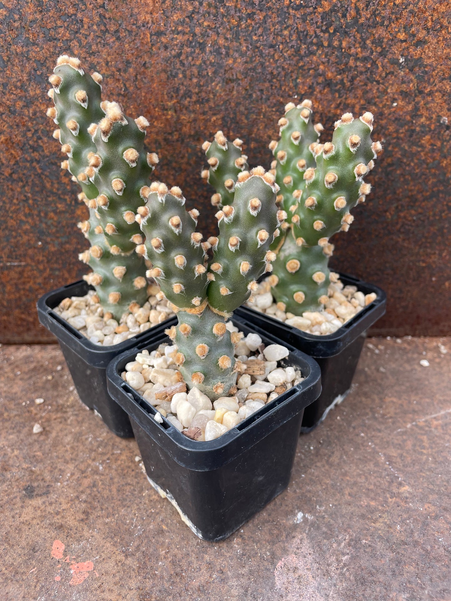 Tephrocactus molinensis