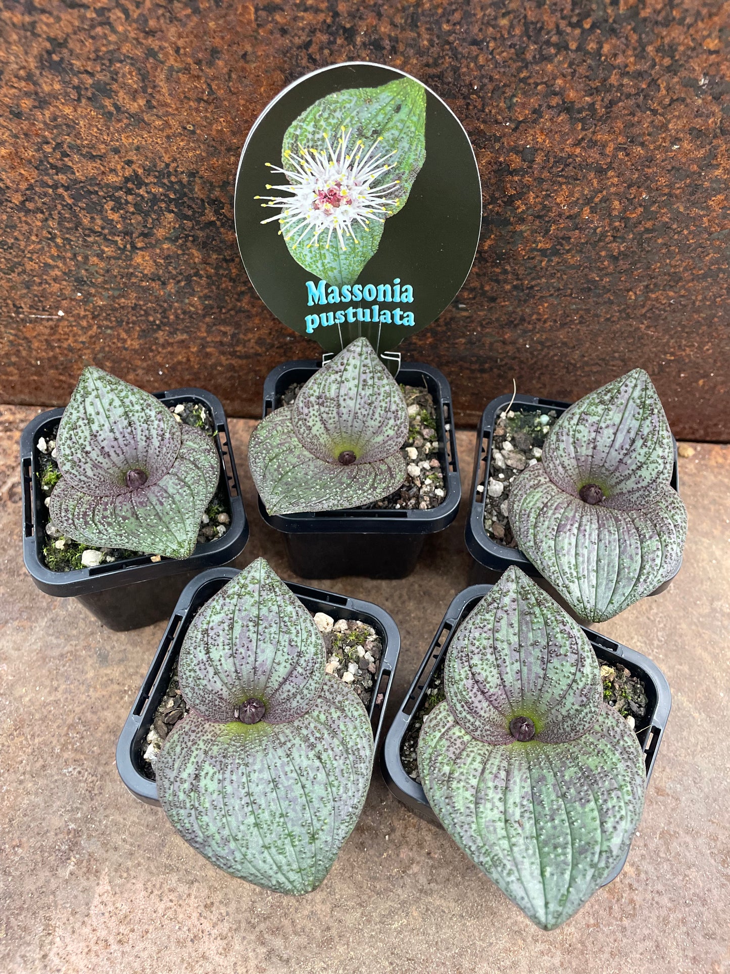 Massonia pustulata