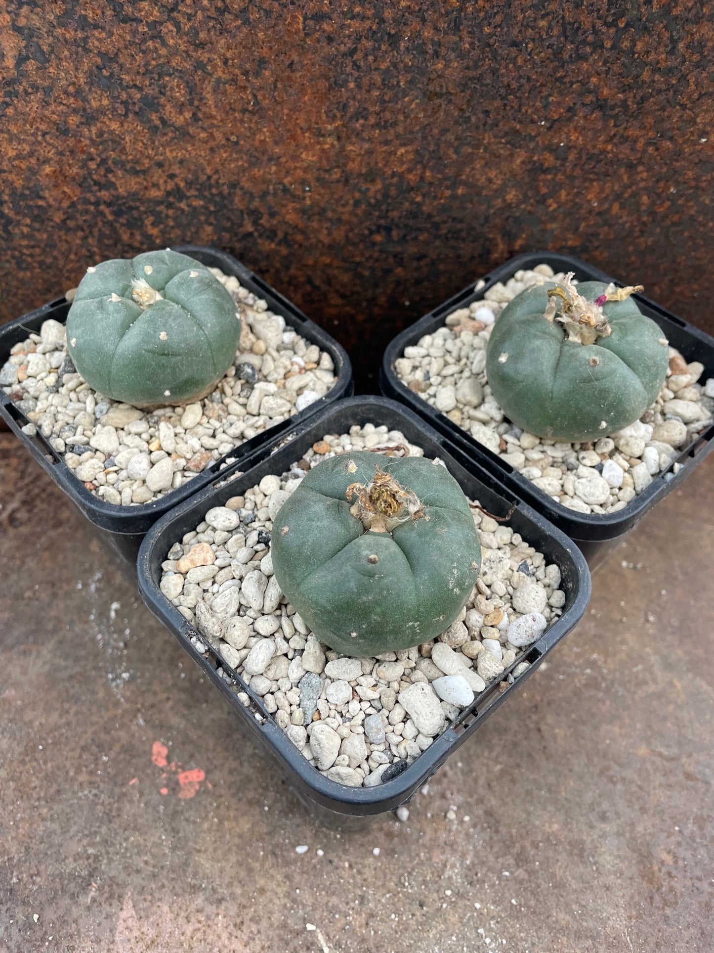 LW Texana (seed grown)
