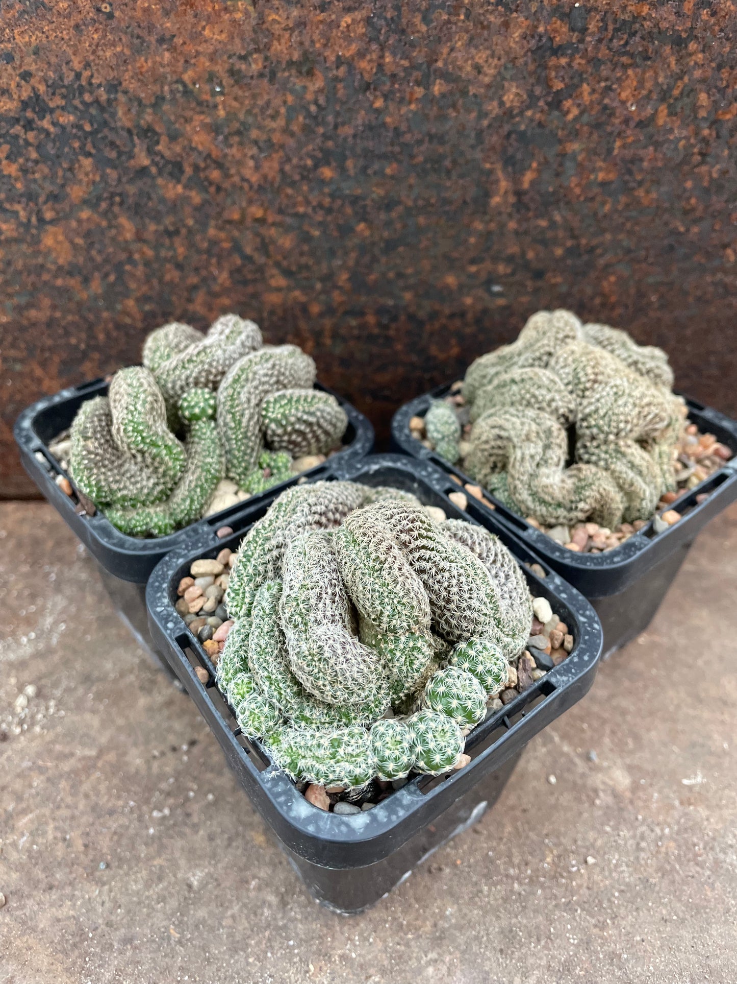 Sulcorebutia langeri forma cristata