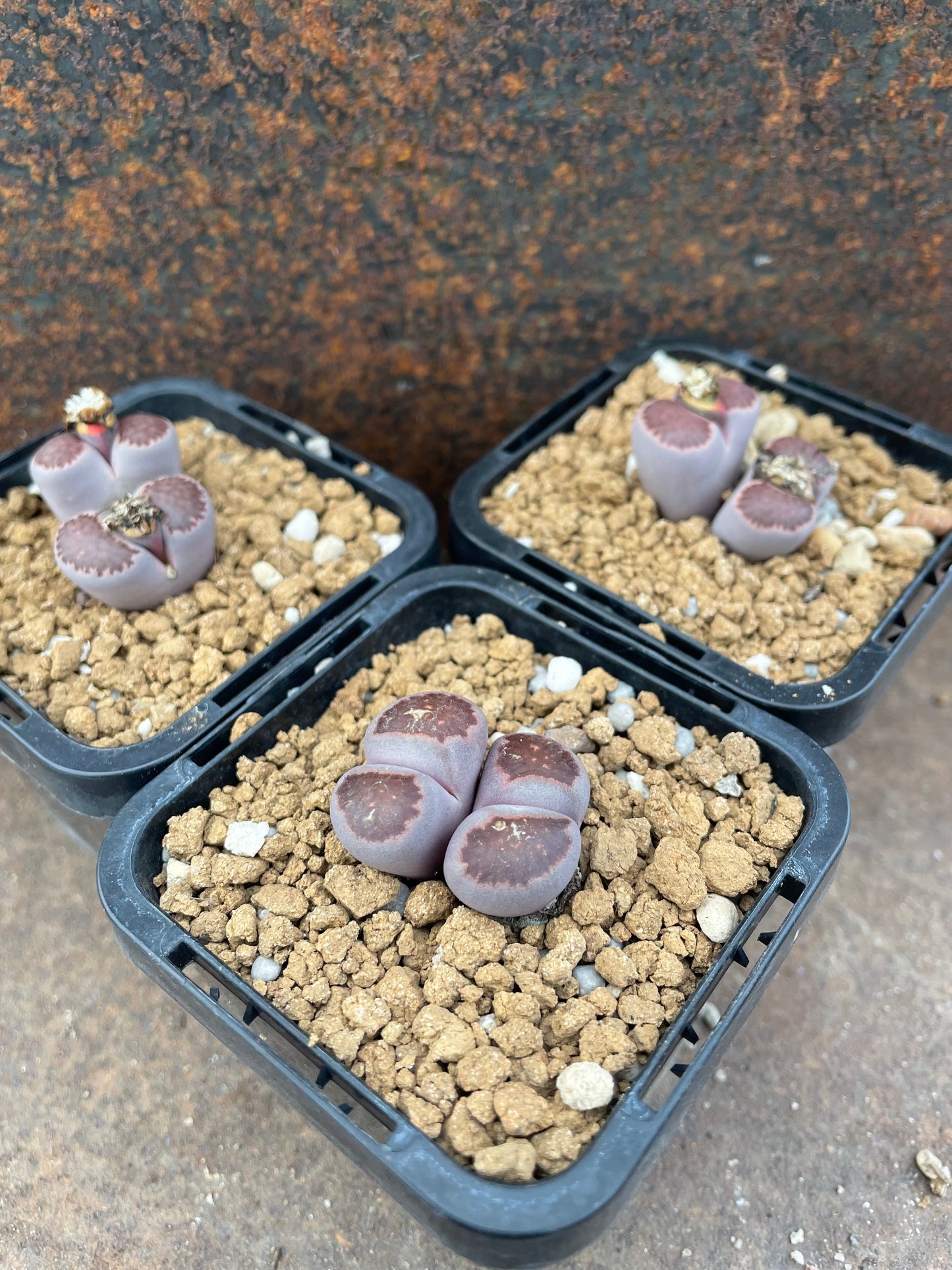 Lithops julii