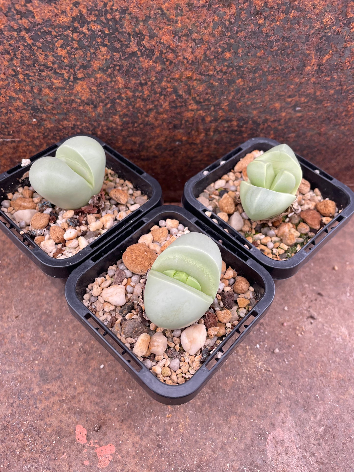 Argyroderma delaetii