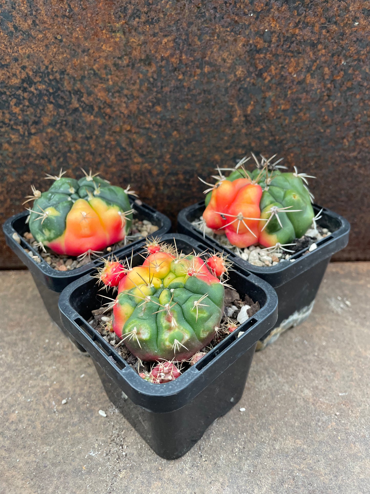 Gymnocalycium anisitsii (Syn. damsii) variegata