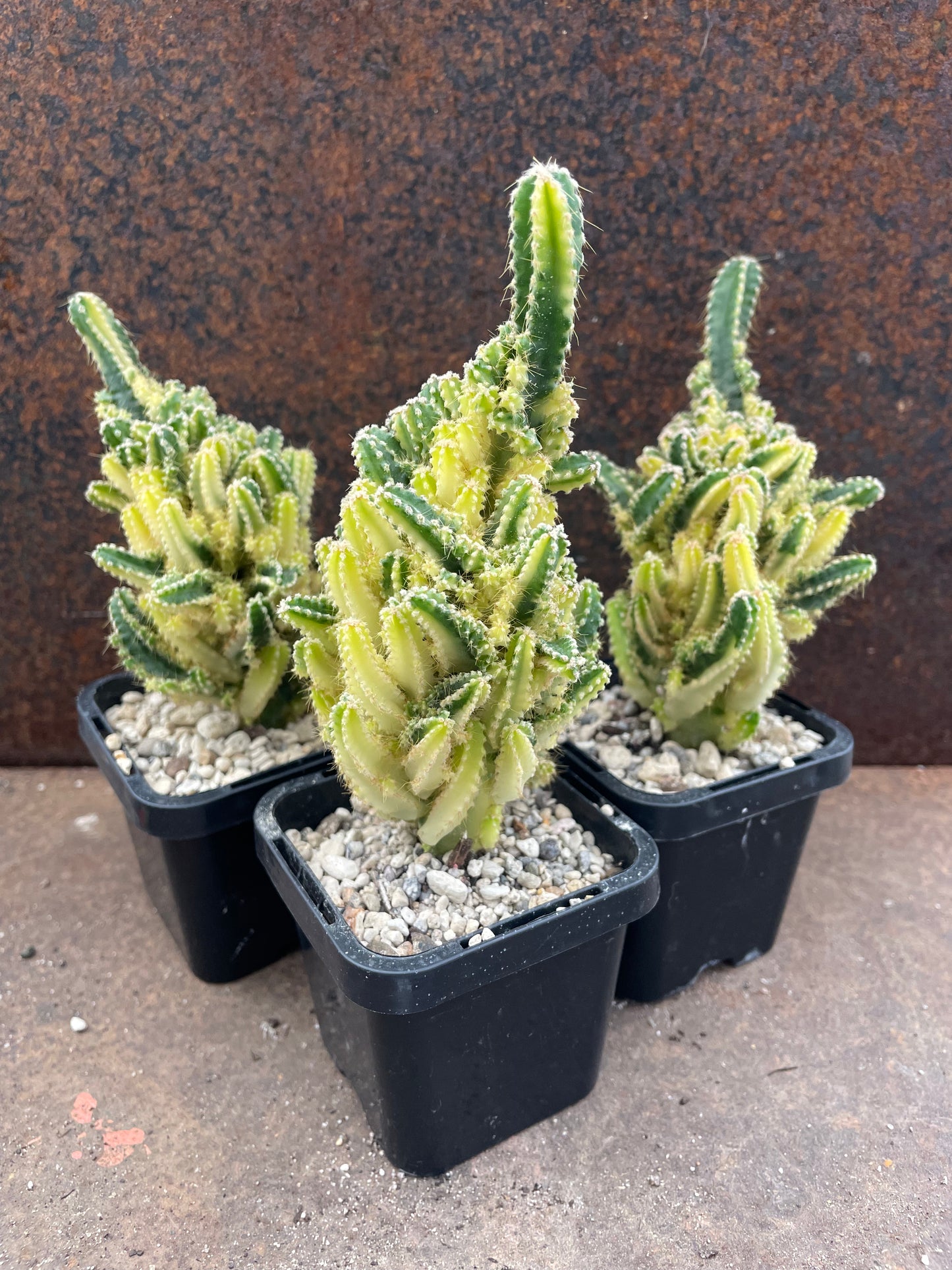 Acanthocereus tetragonus Variegated - Fairy Castle