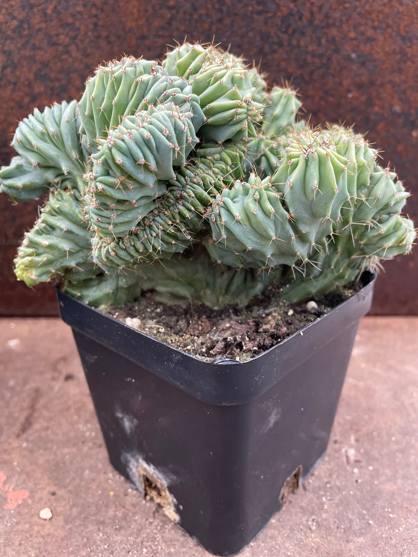 Myrtillocactus geometrizans 'cristata'
