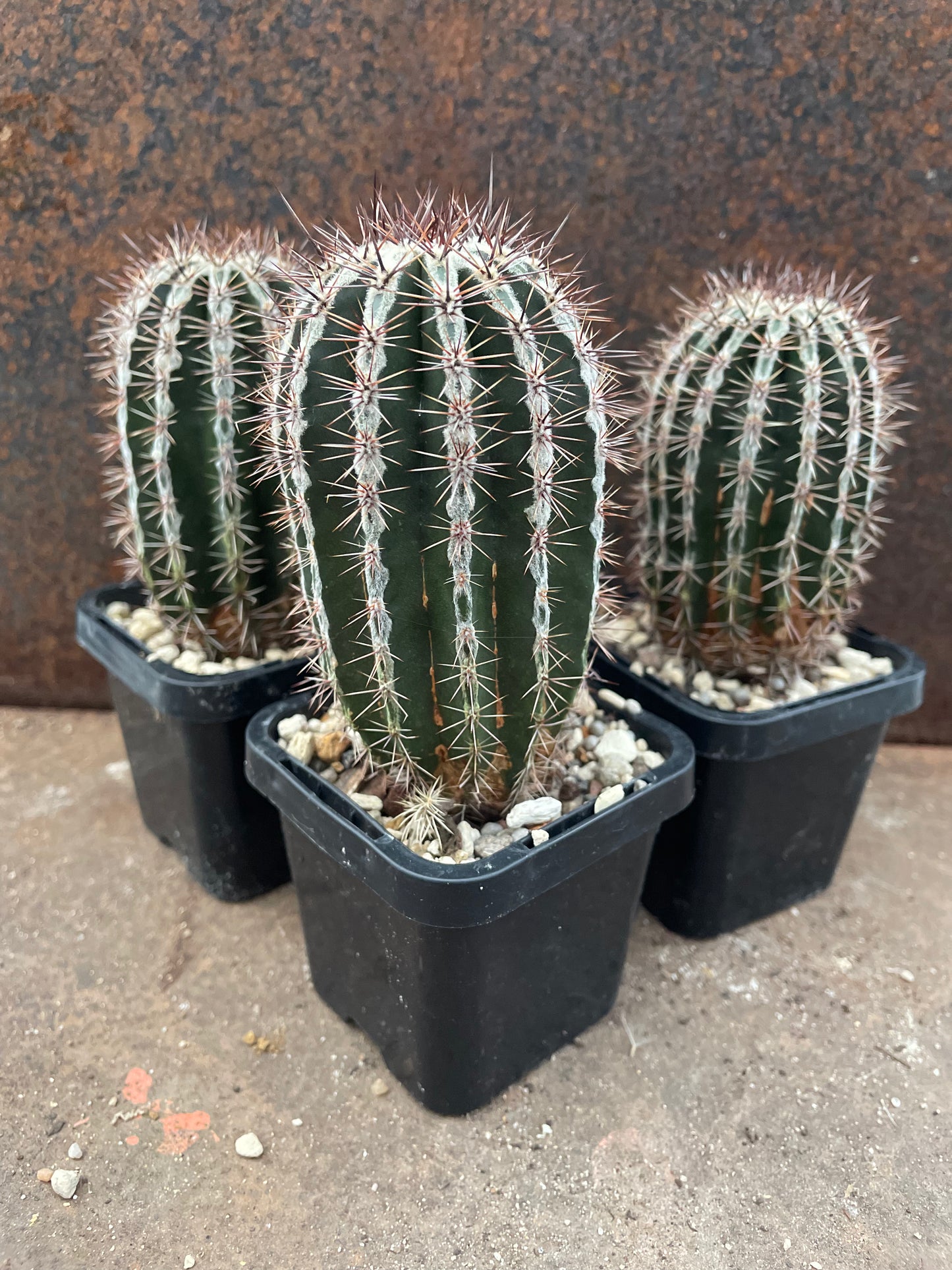 Echinopsis 'Haku Jo'